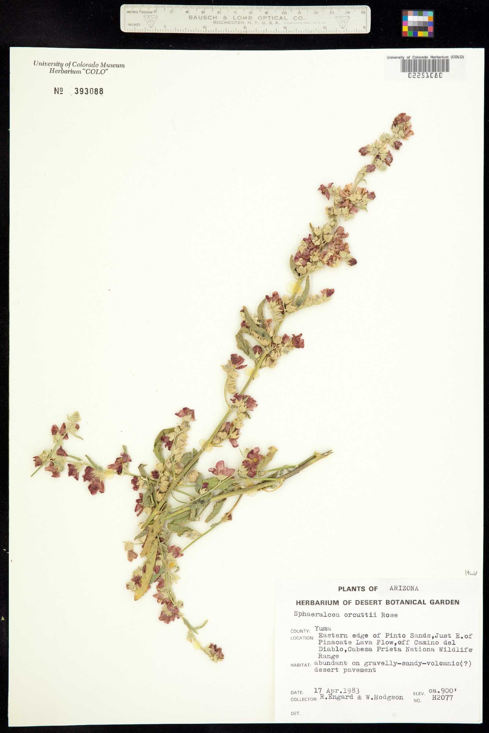 Sphaeralcea orcuttii image