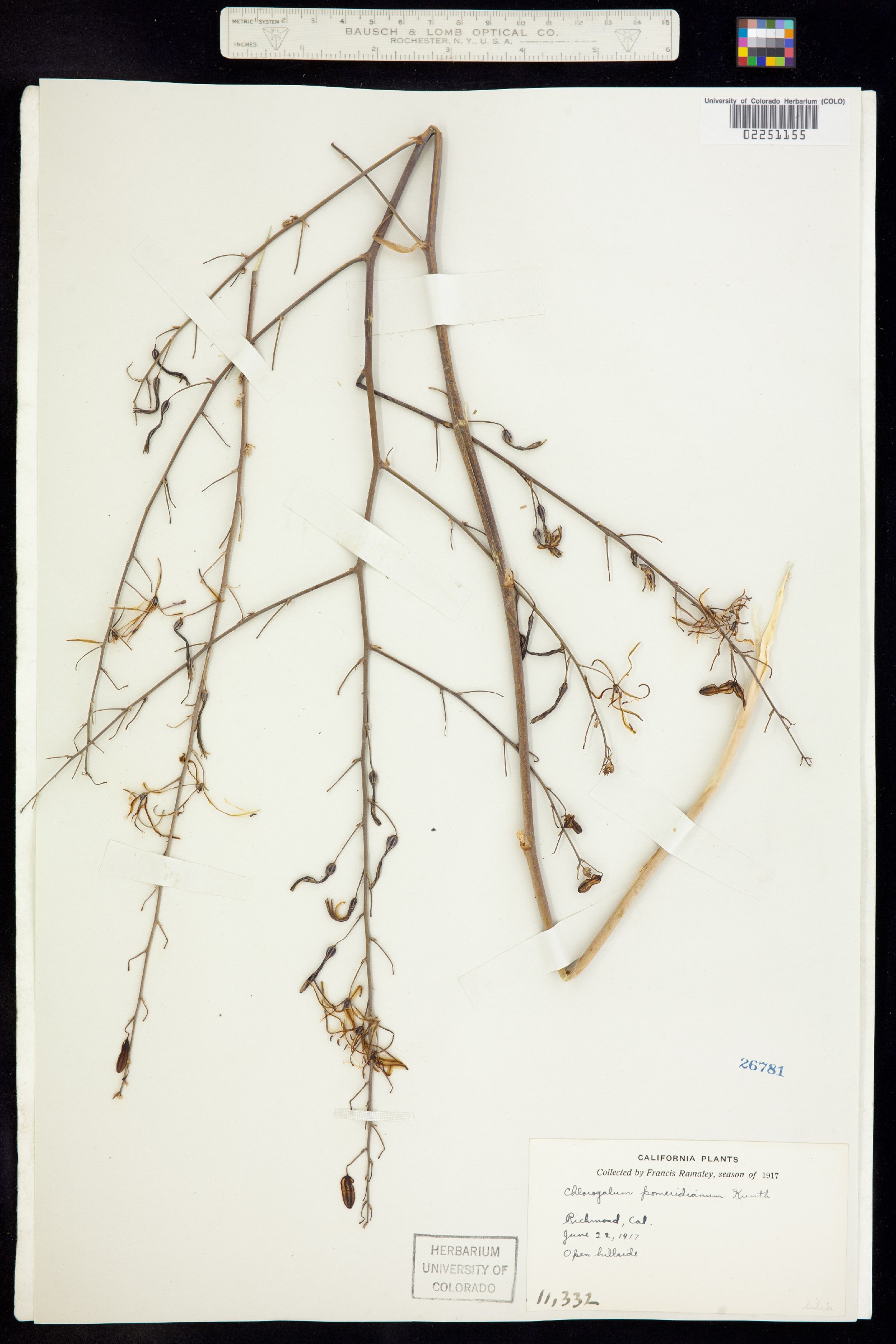 Chlorogalum image