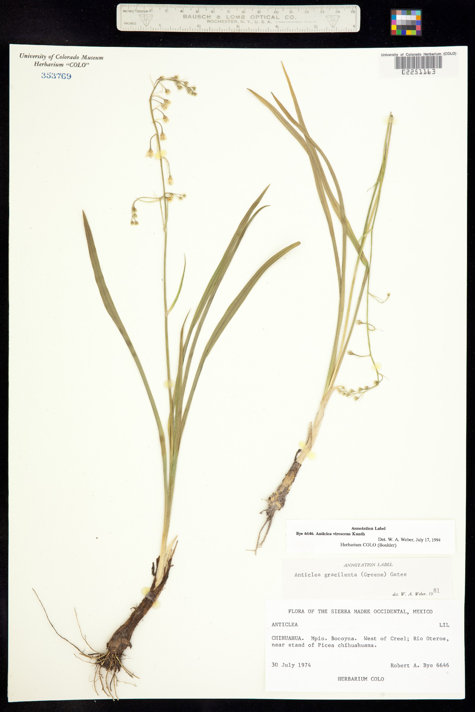 Anticlea image