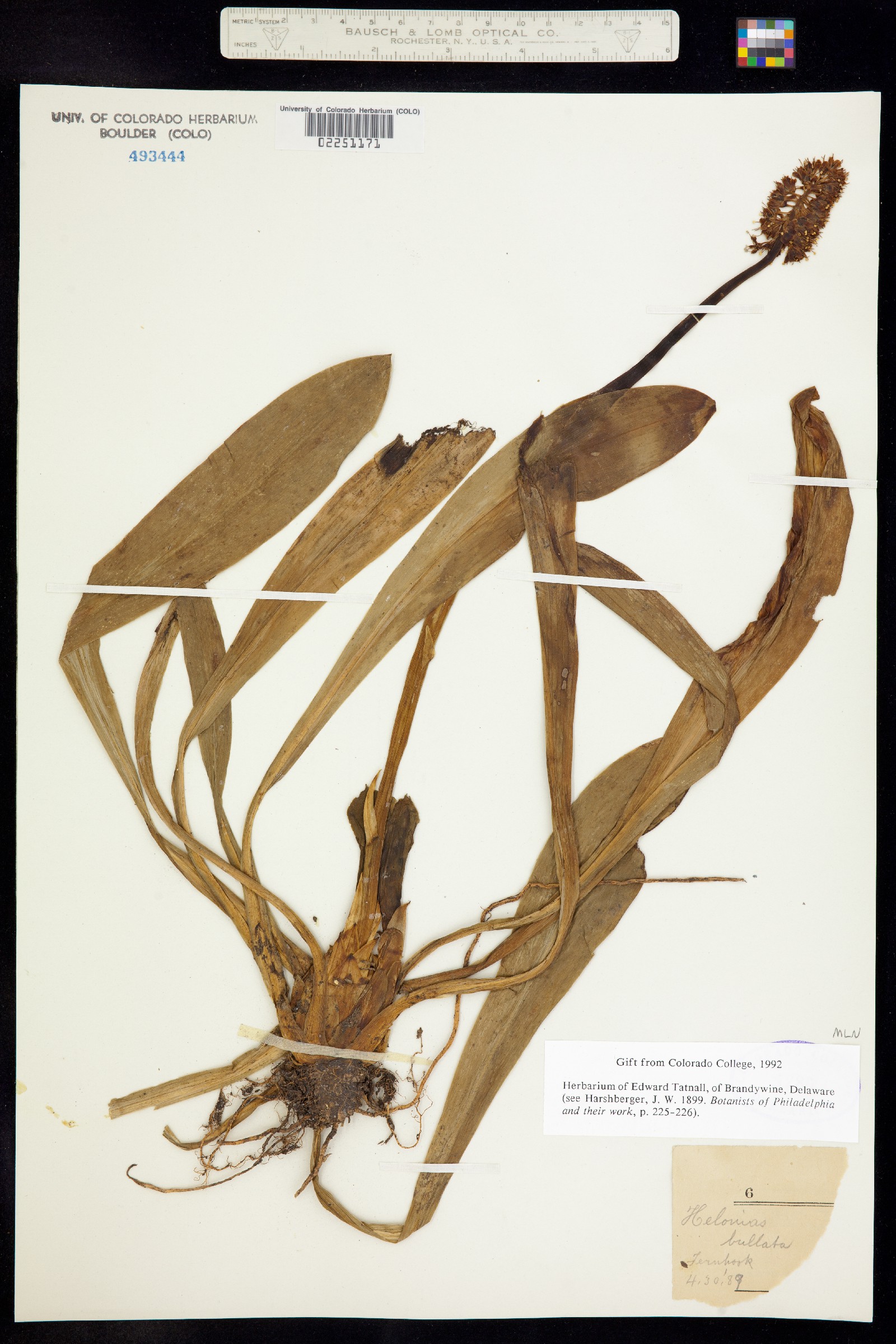 Helonias image
