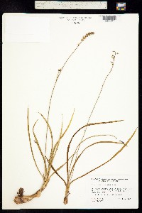 Hastingsia alba image