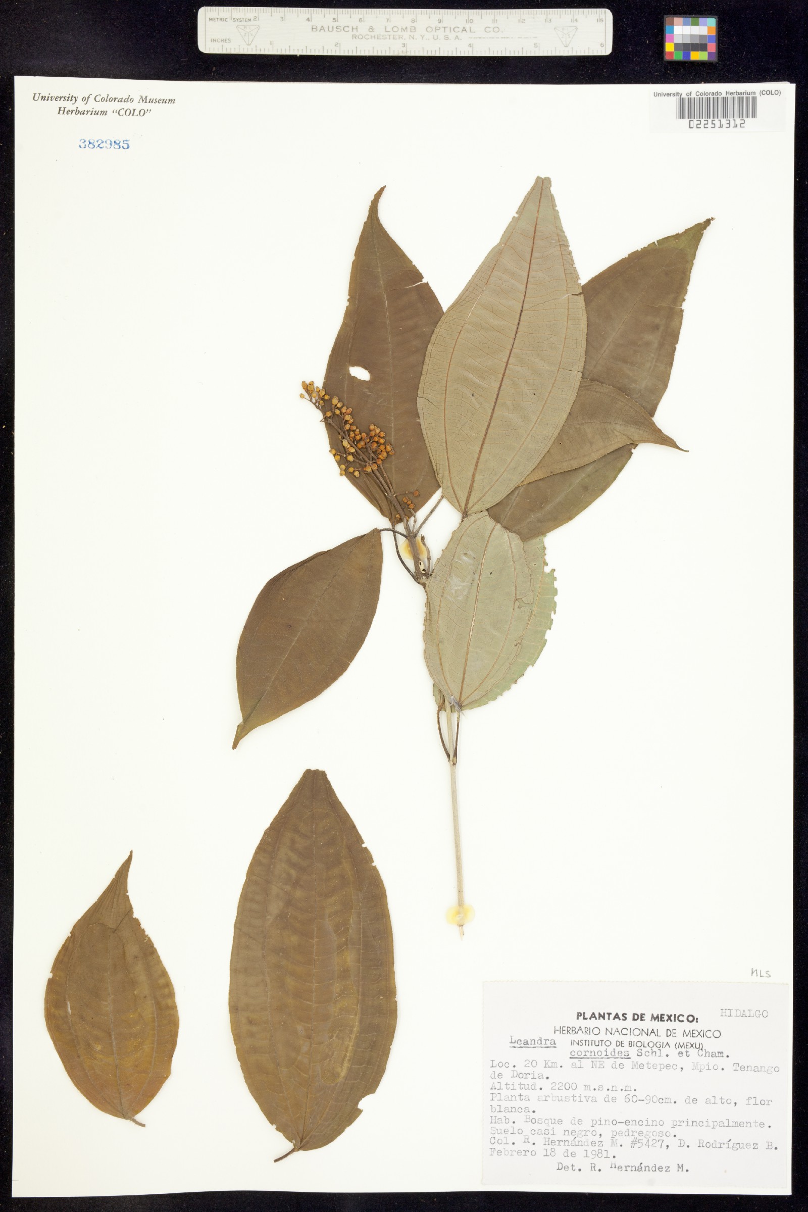 Leandra cornoides image
