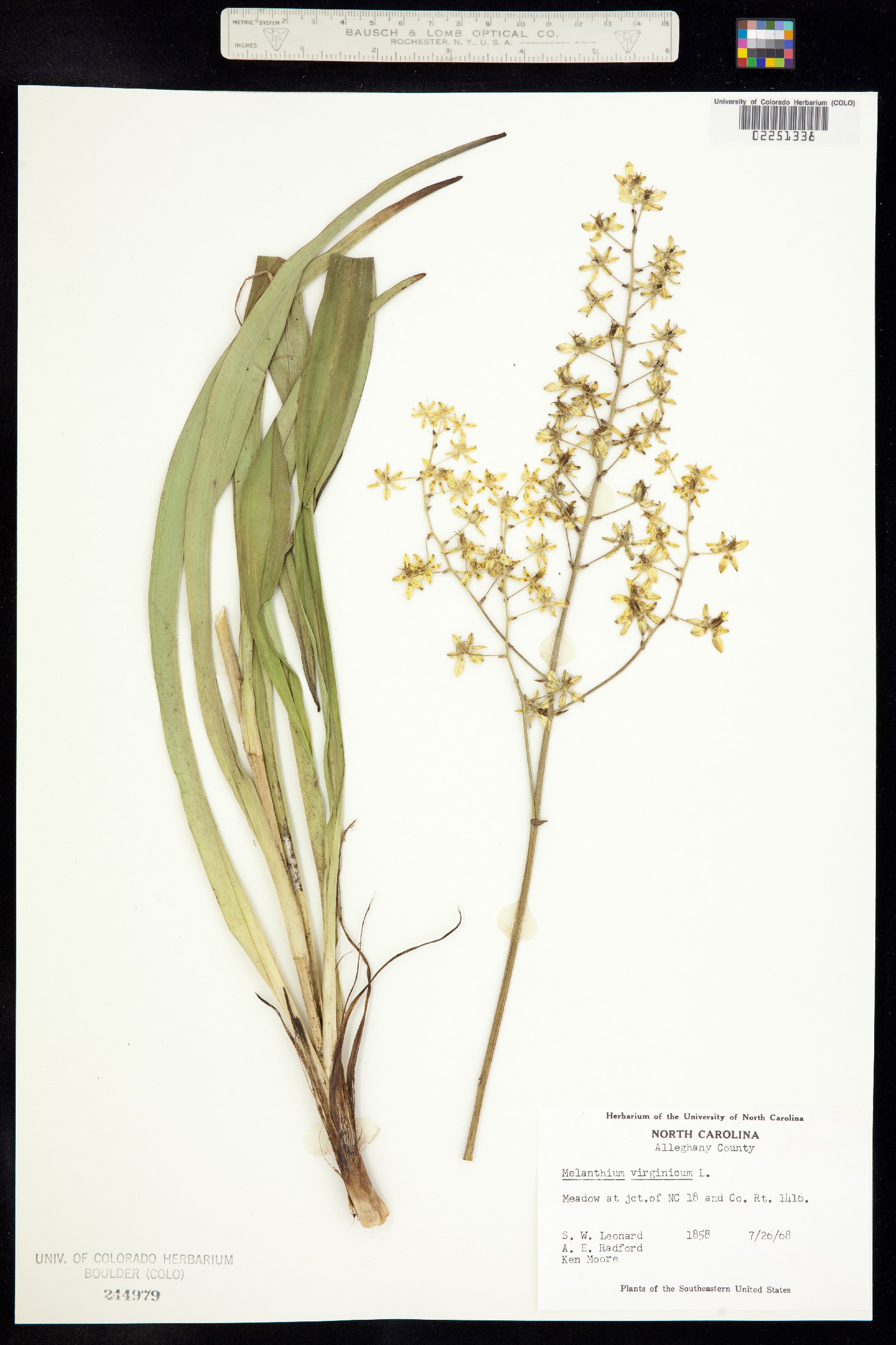 Veratrum virginicum image