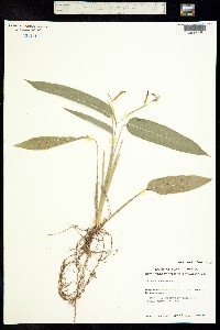 Image of Maranta arundinacea