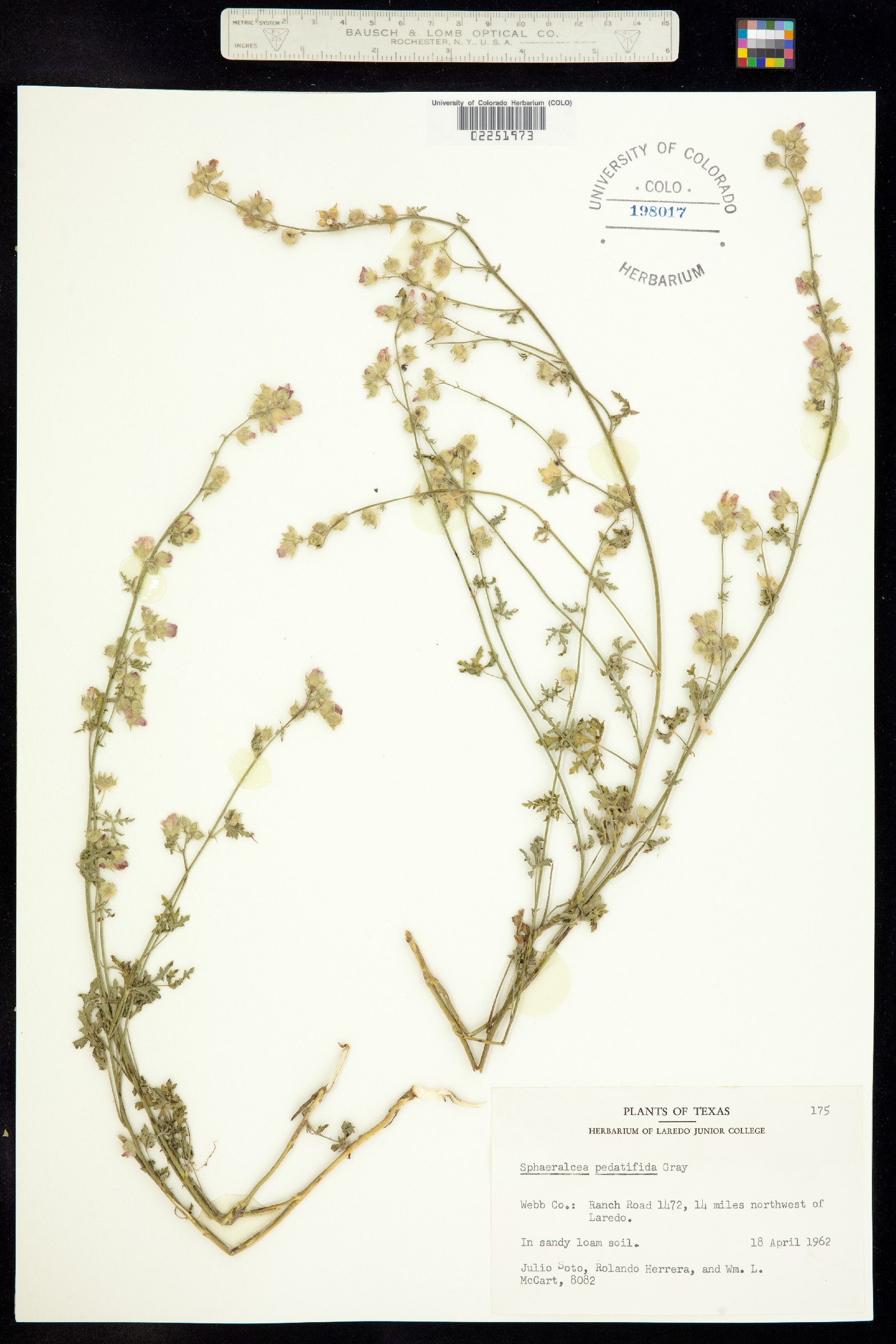 Sphaeralcea pedatifida image