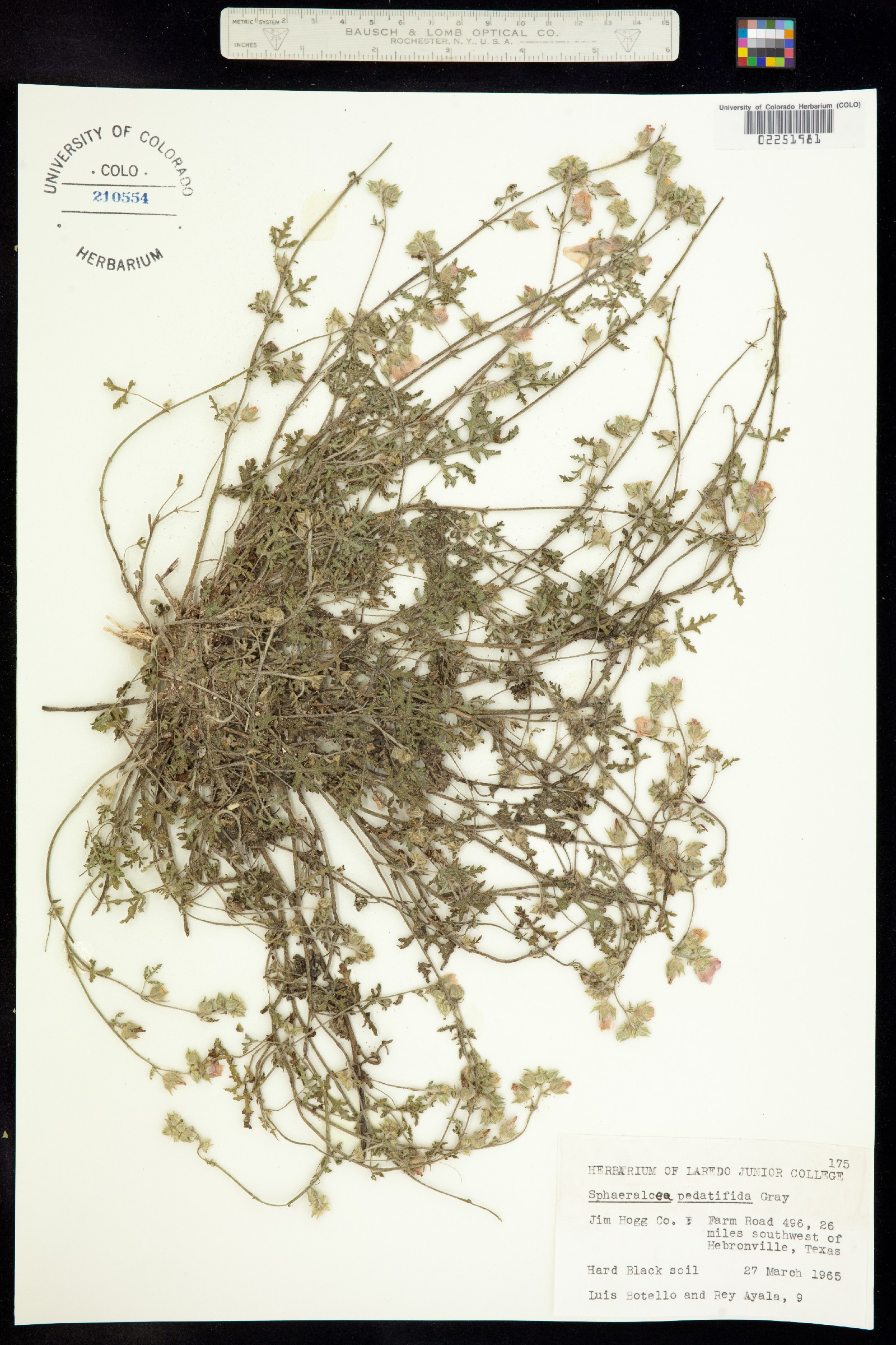 Sphaeralcea pedatifida image