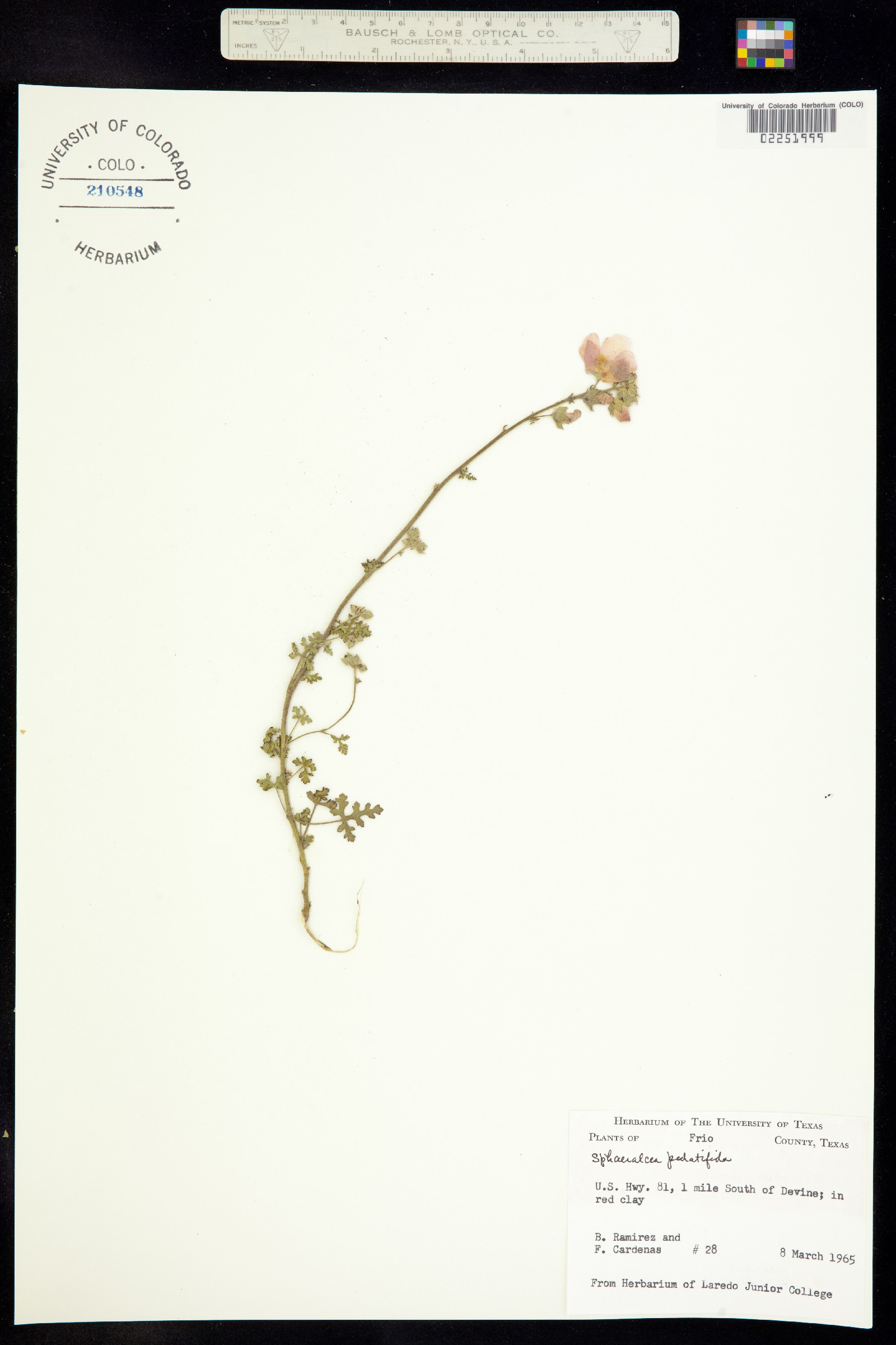 Sphaeralcea pedatifida image