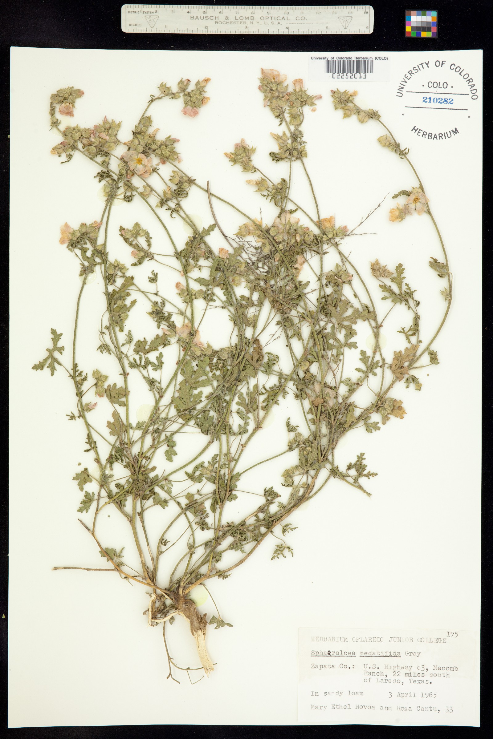 Sphaeralcea pedatifida image