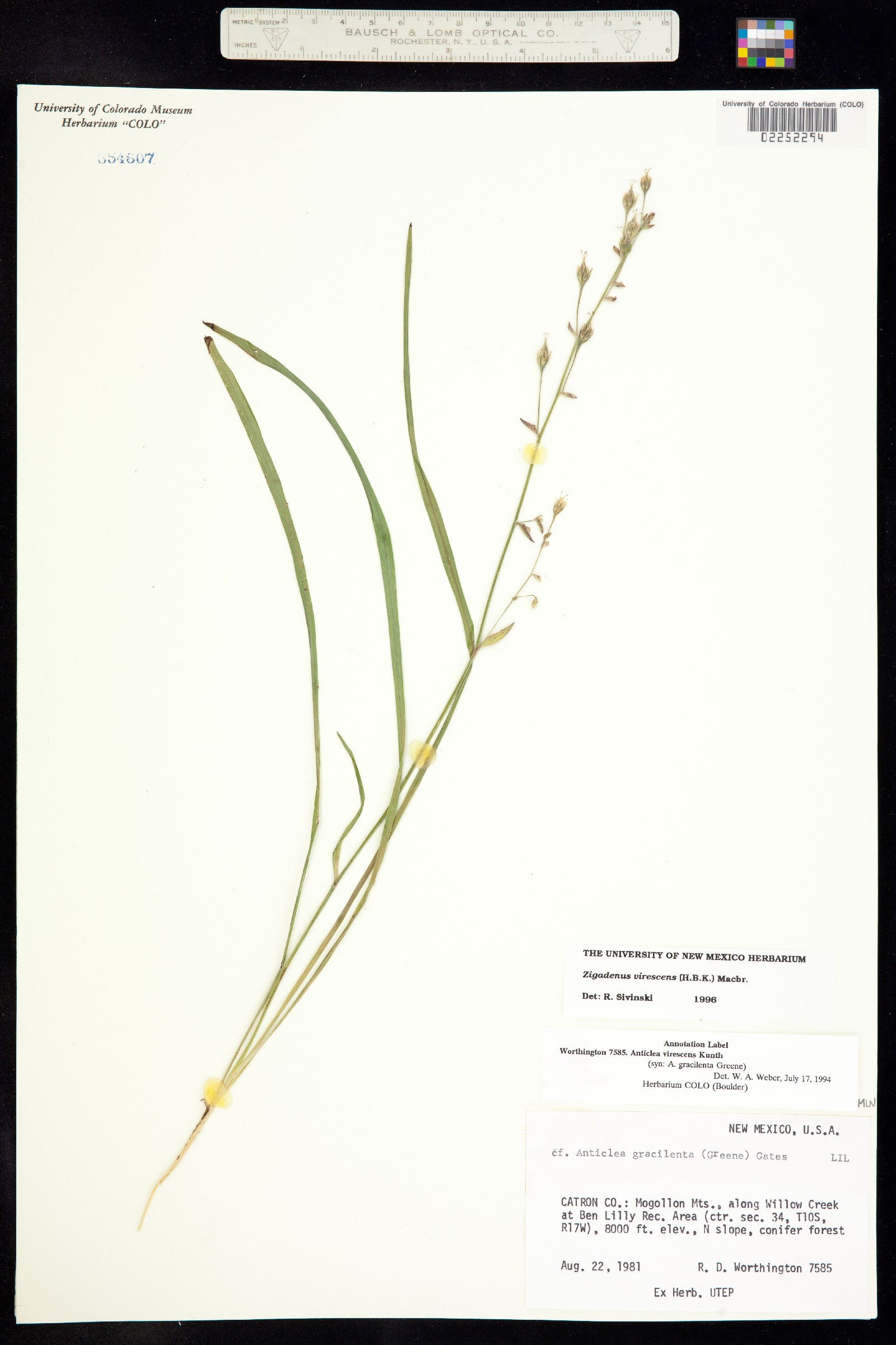 Anticlea virescens image