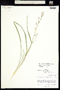 Zigadenus virescens image