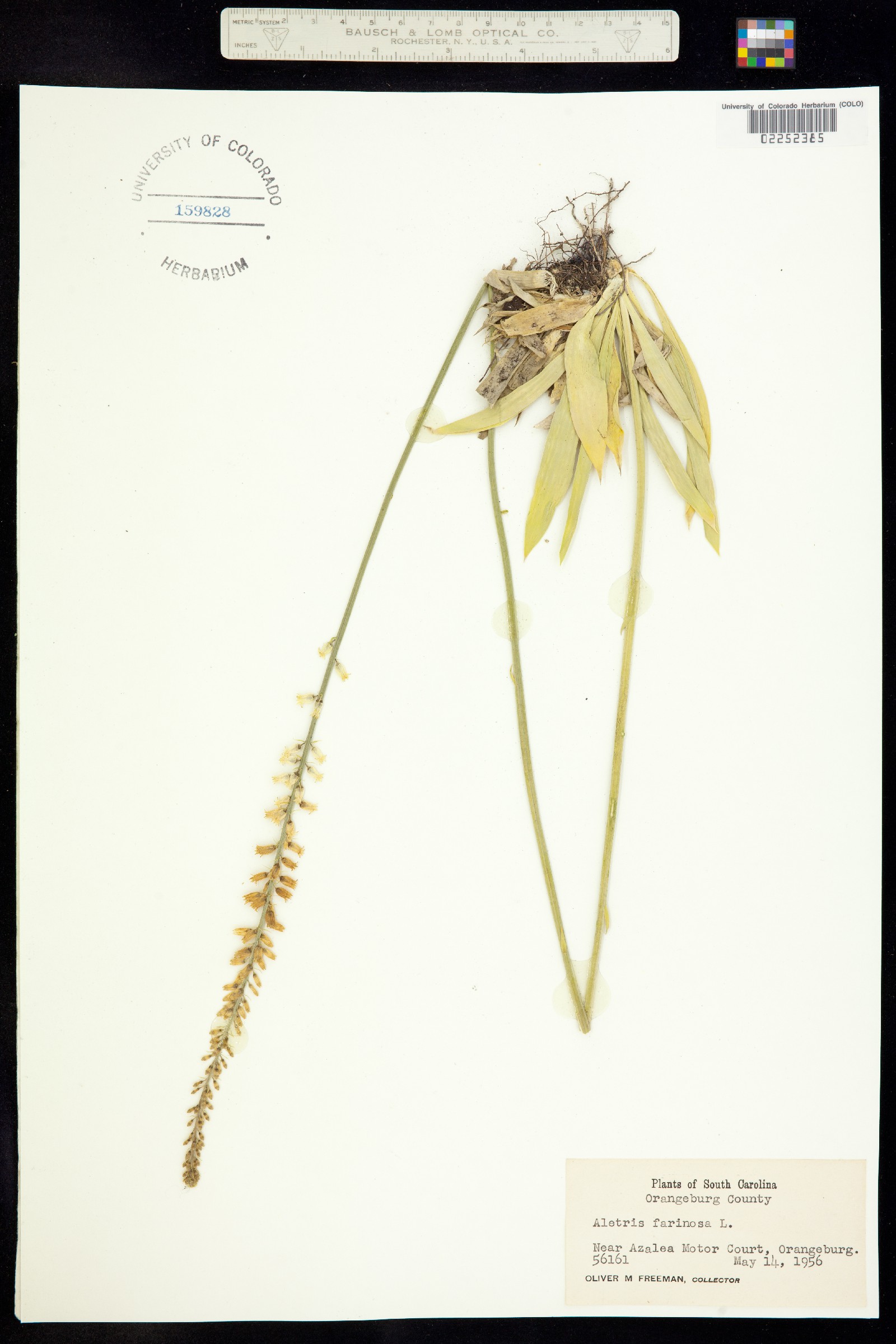 Nartheciaceae image