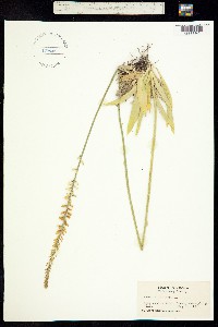 Image of Aletris farinosa