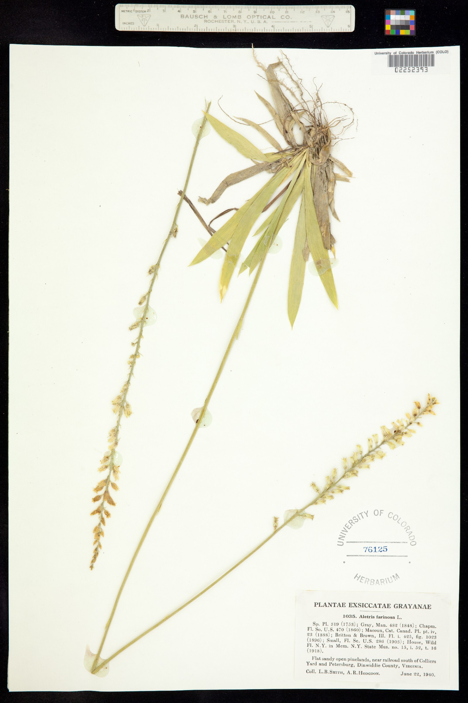 Nartheciaceae image