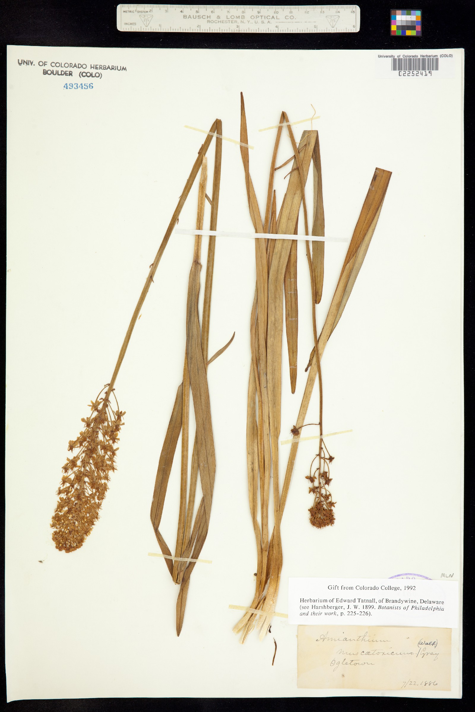 Amianthium muscitoxicum image