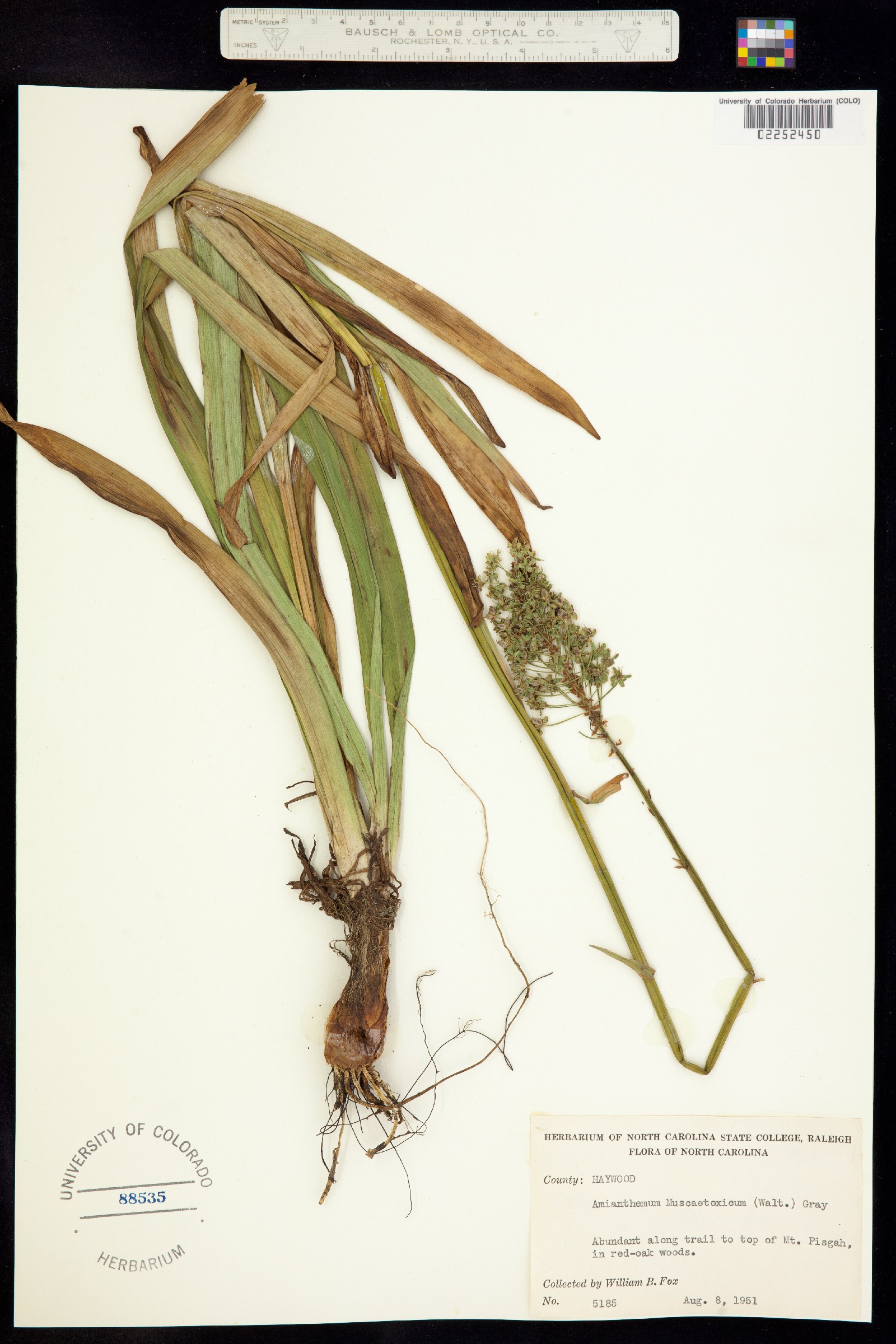 Amianthium muscitoxicum image