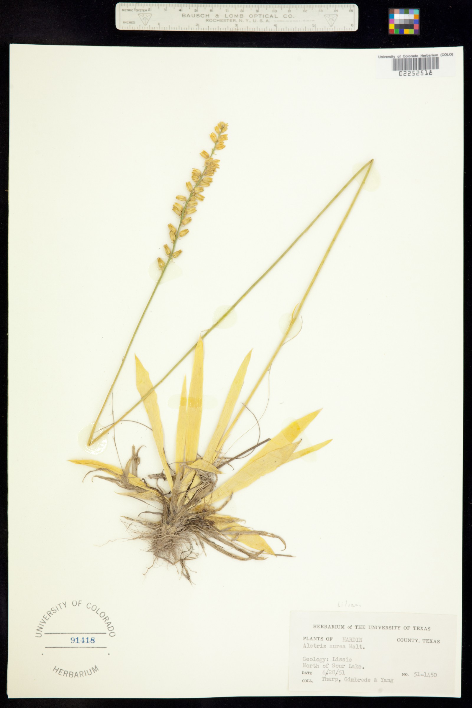 Aletris aurea image