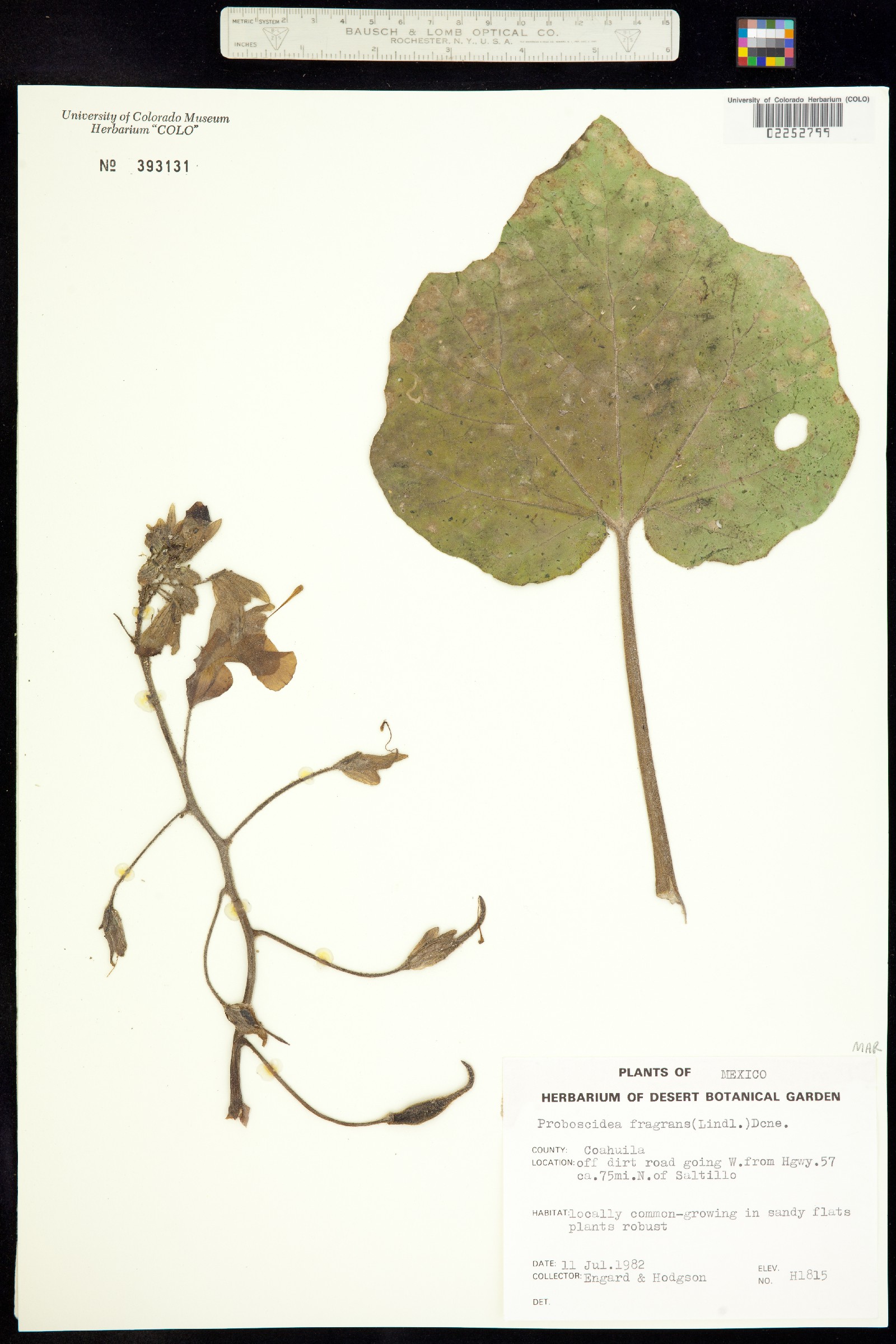Proboscidea louisianica ssp. fragrans image