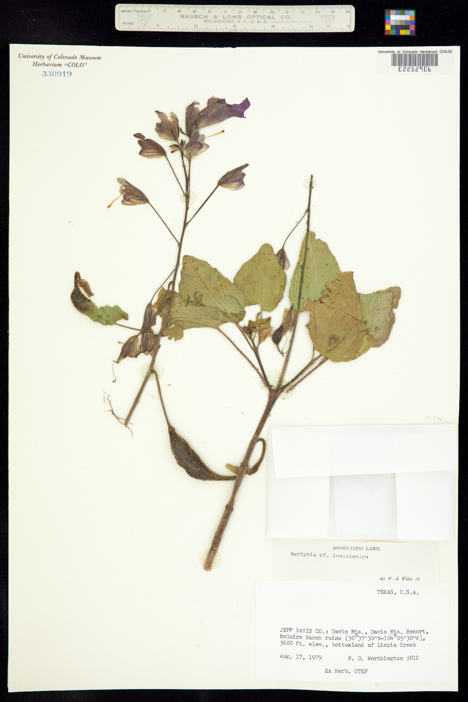 Proboscidea louisianica image
