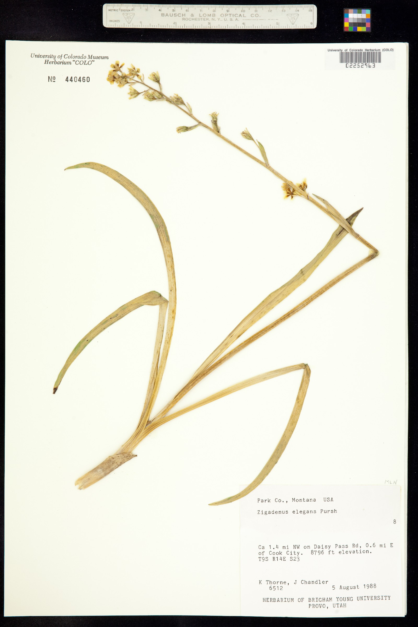 Anticlea elegans image