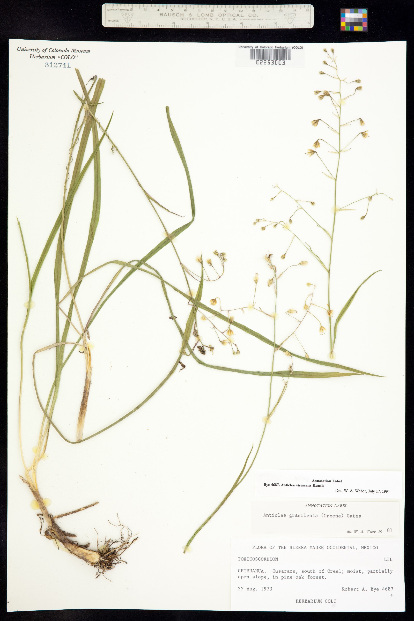 Anticlea virescens image