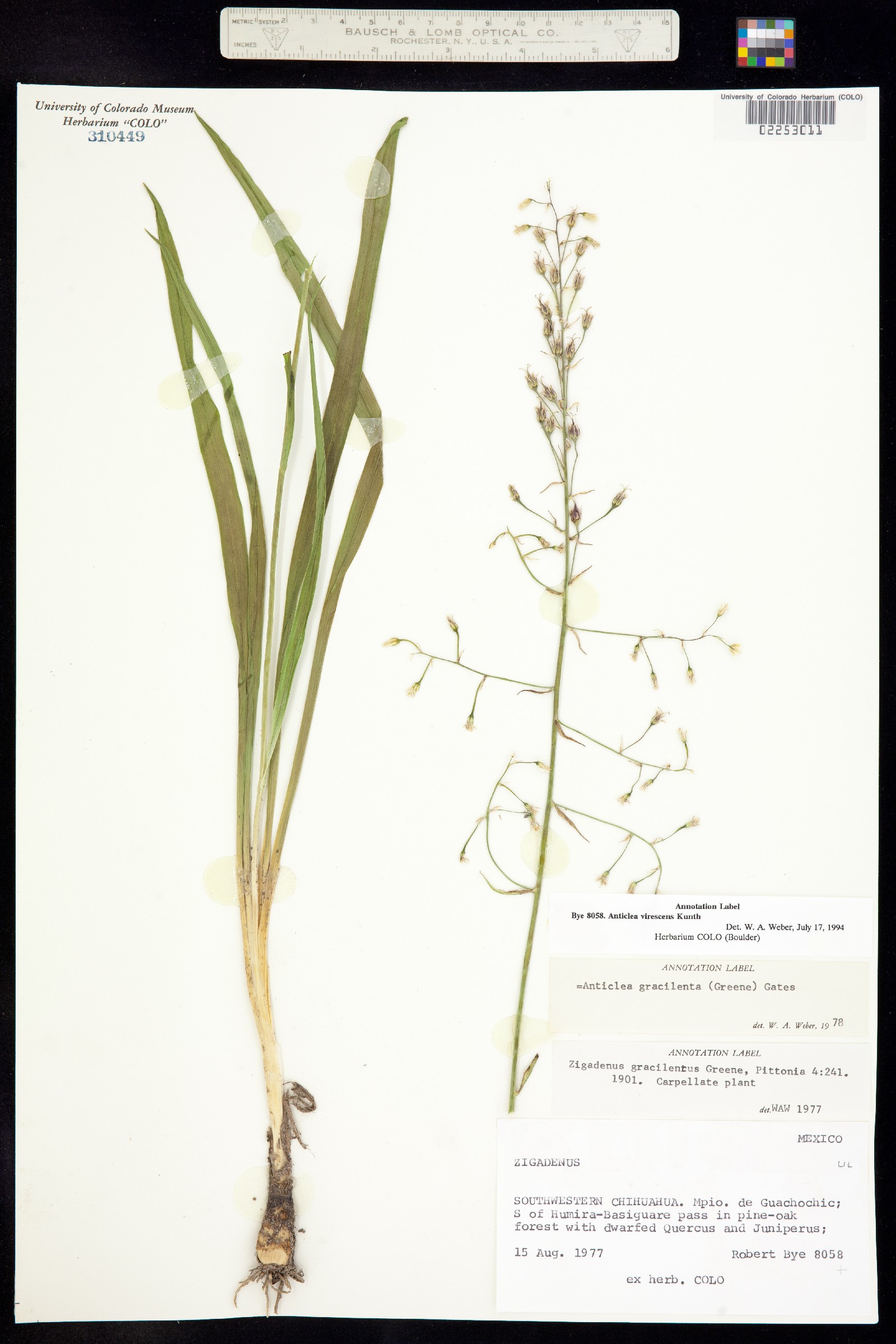 Anticlea image