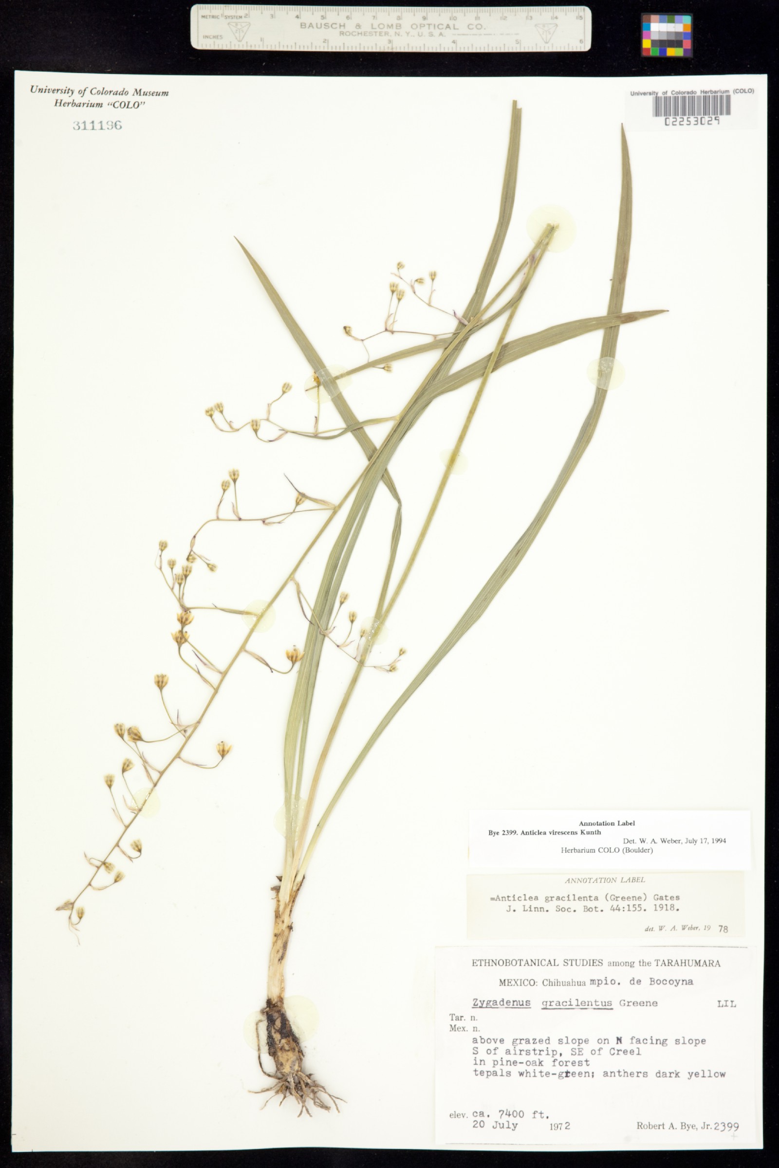Anticlea virescens image