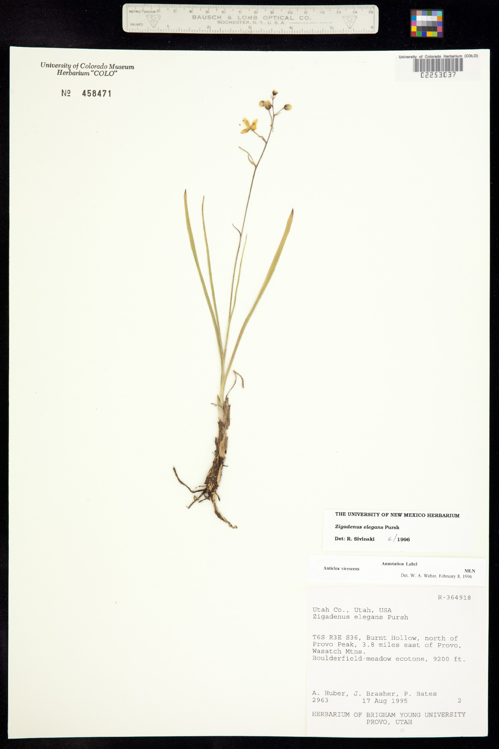 Anticlea virescens image