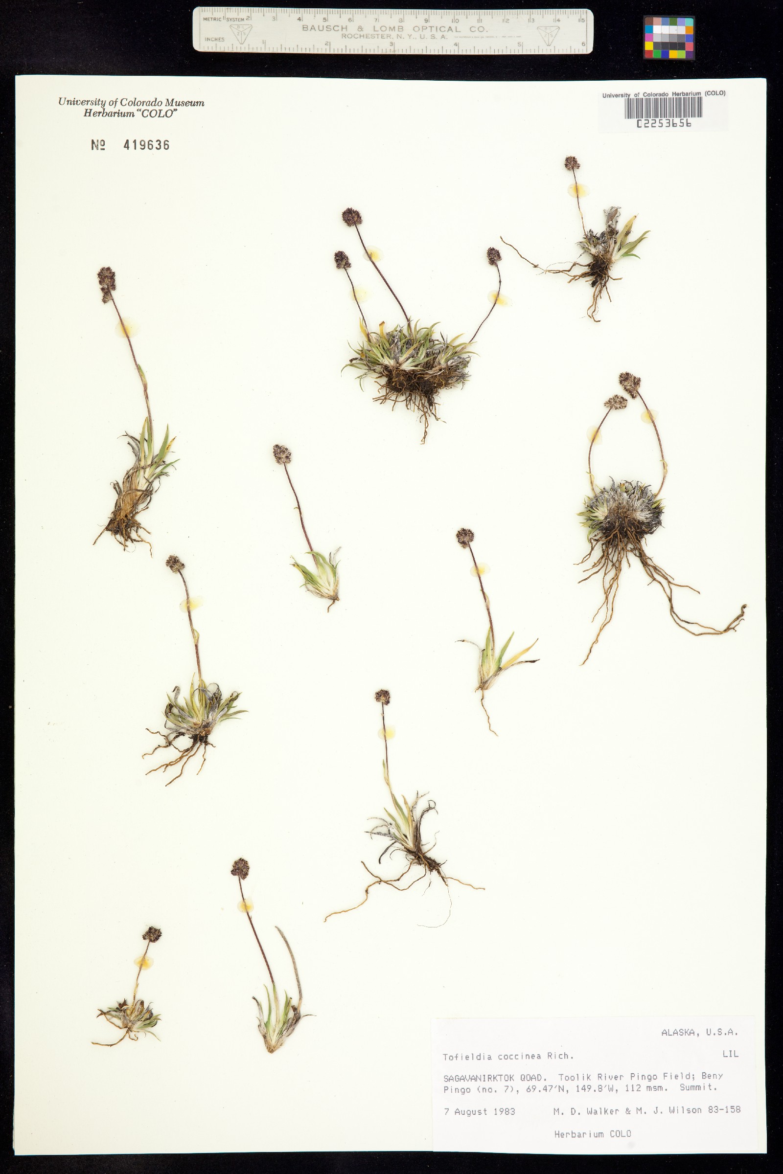 Tofieldia coccinea image