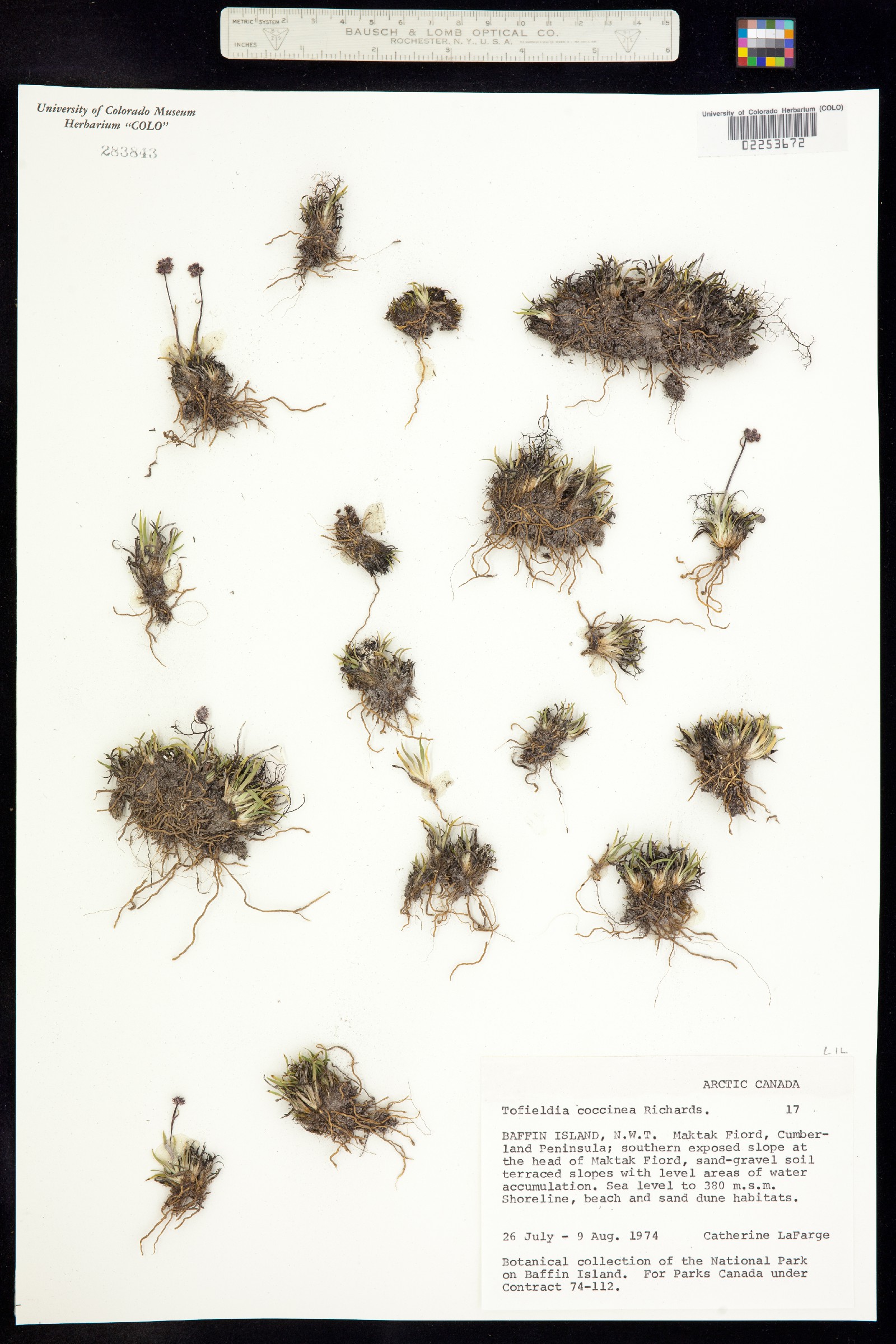 Tofieldia coccinea image
