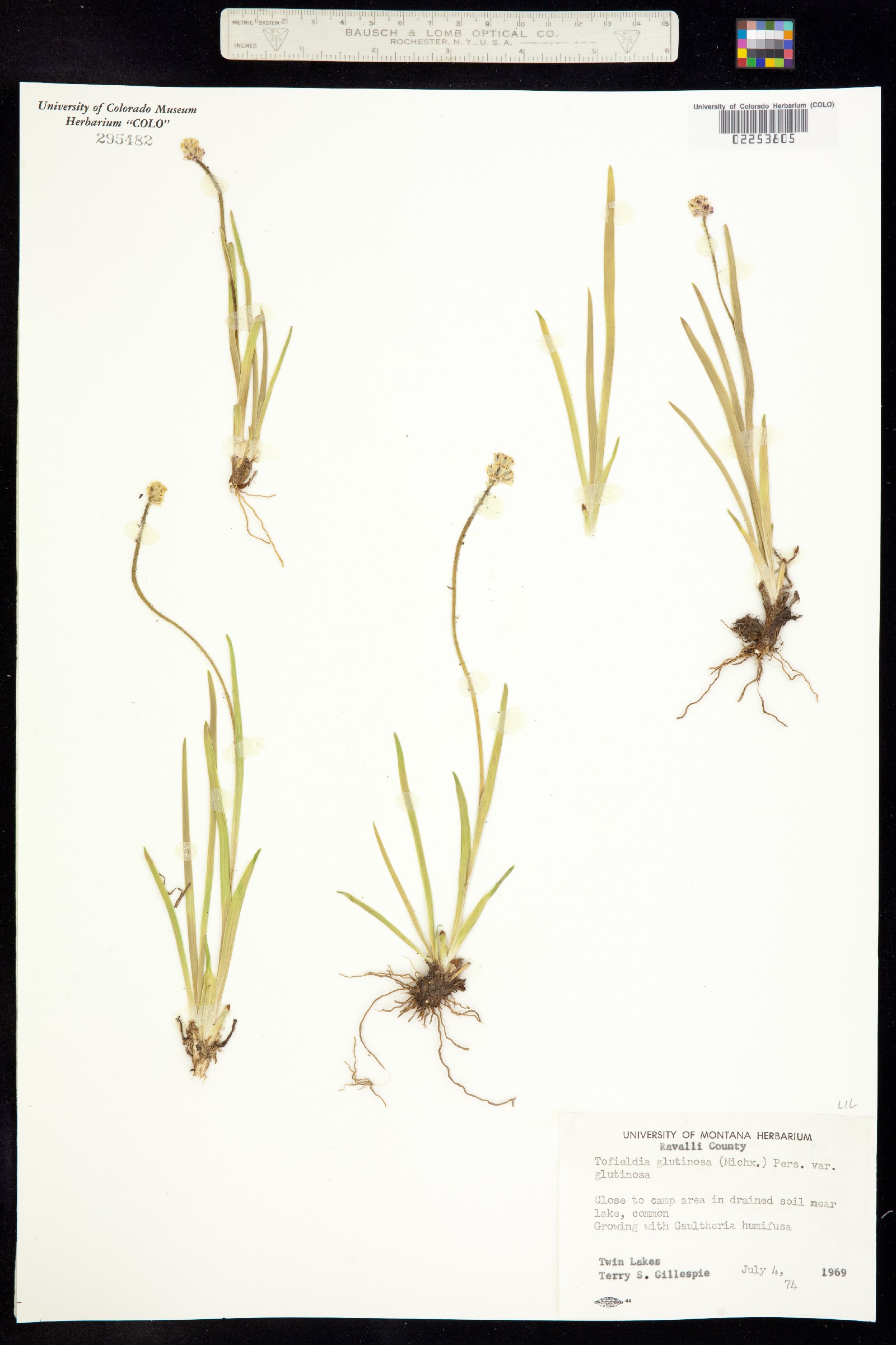 Triantha glutinosa image