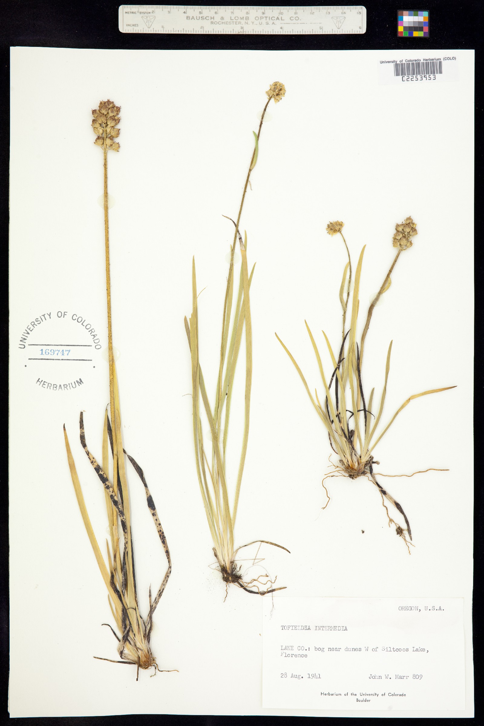 Tofieldia intermedia image