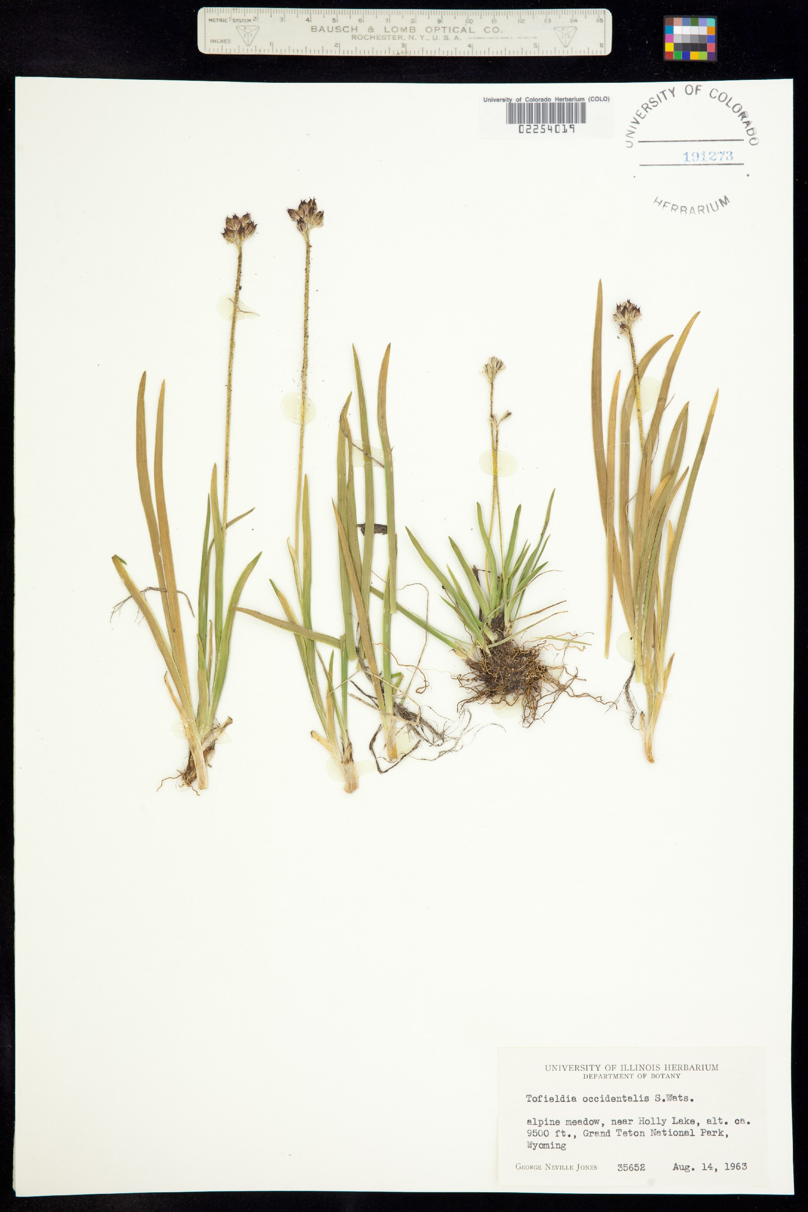 Triantha occidentalis ssp. occidentalis image
