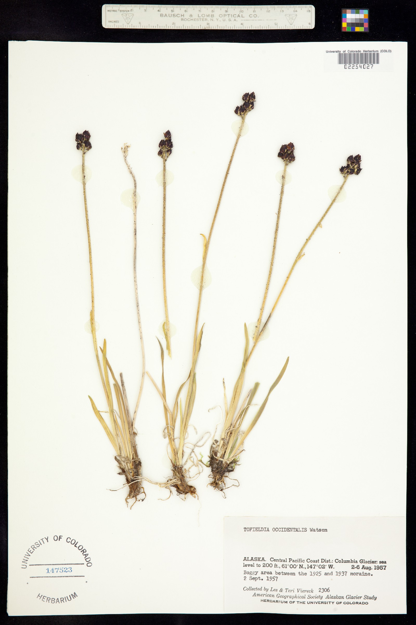 Tofieldia occidentalis image