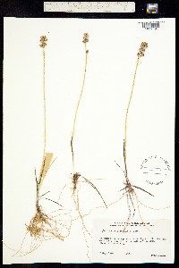Triantha occidentalis ssp. occidentalis image