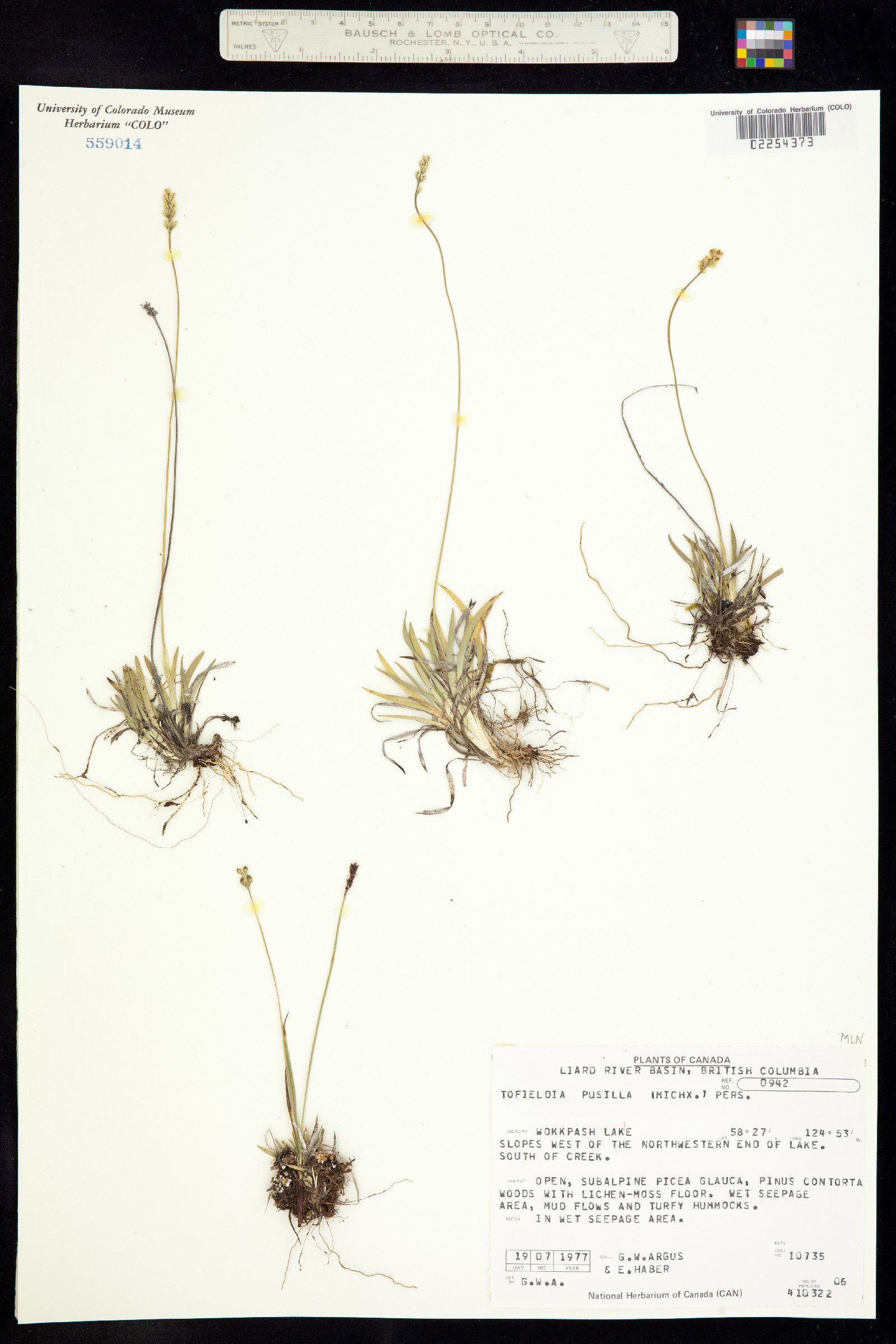 Tofieldia pusilla image