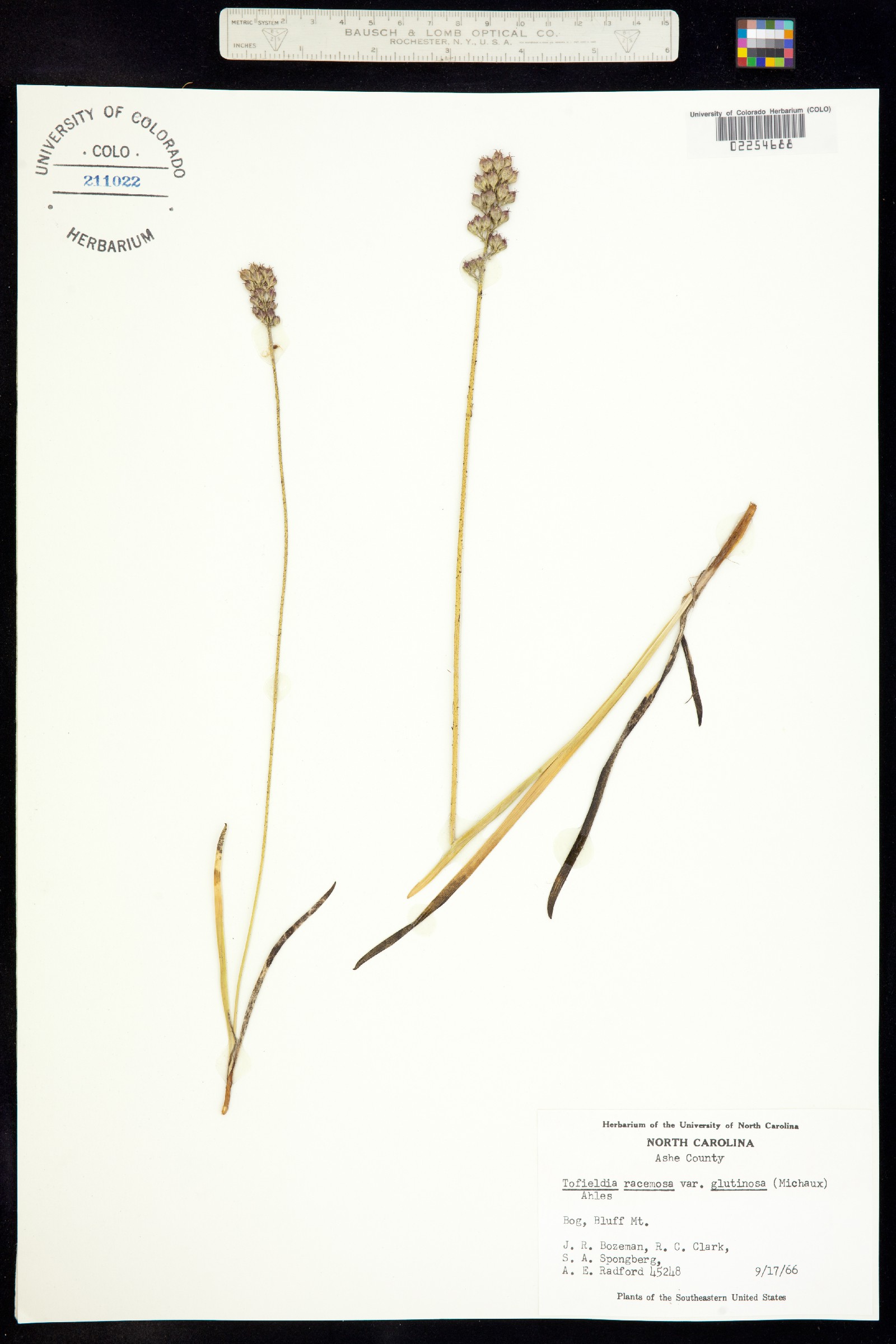 Tofieldiaceae image