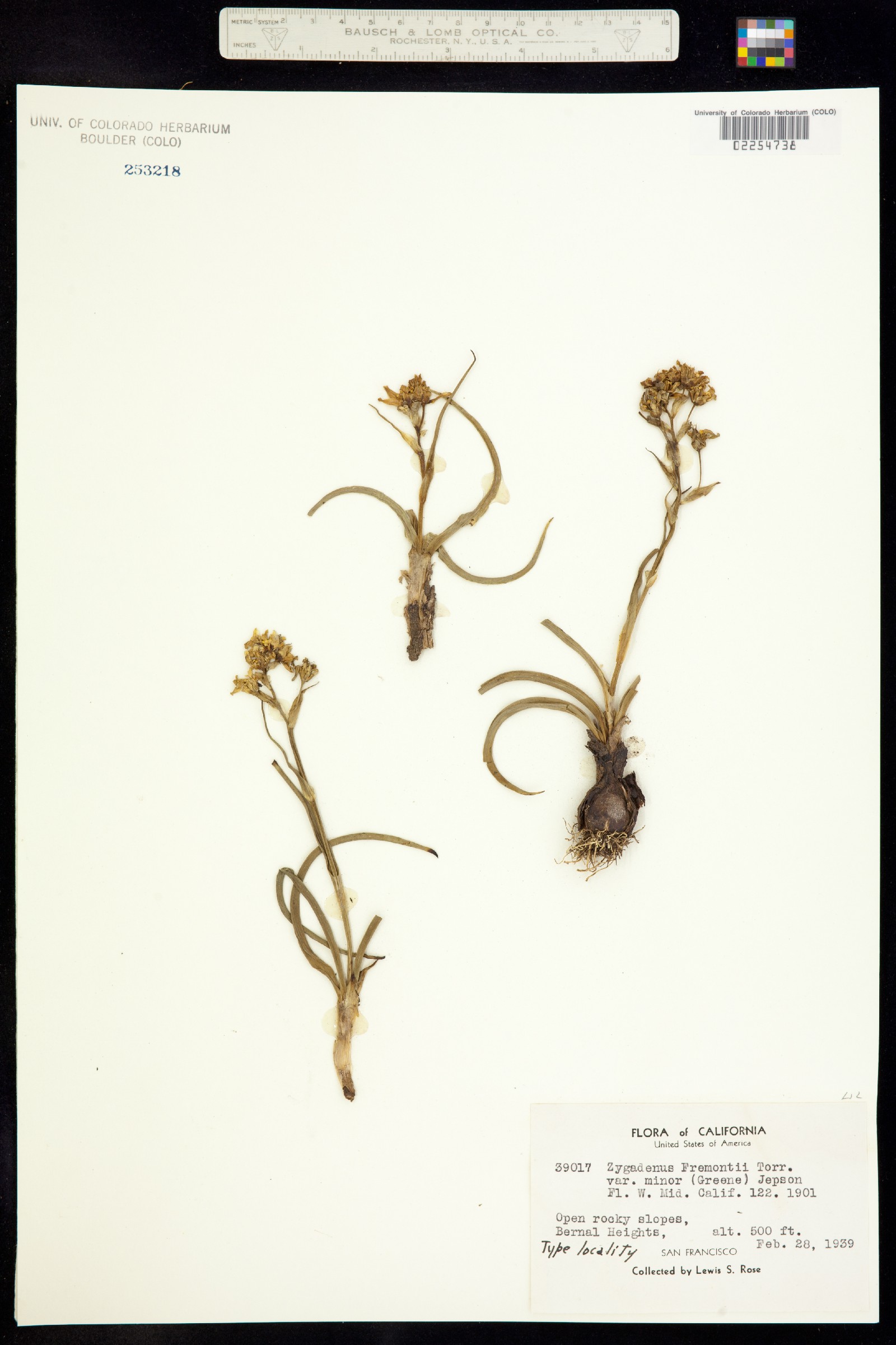 Toxicoscordion fremontii image