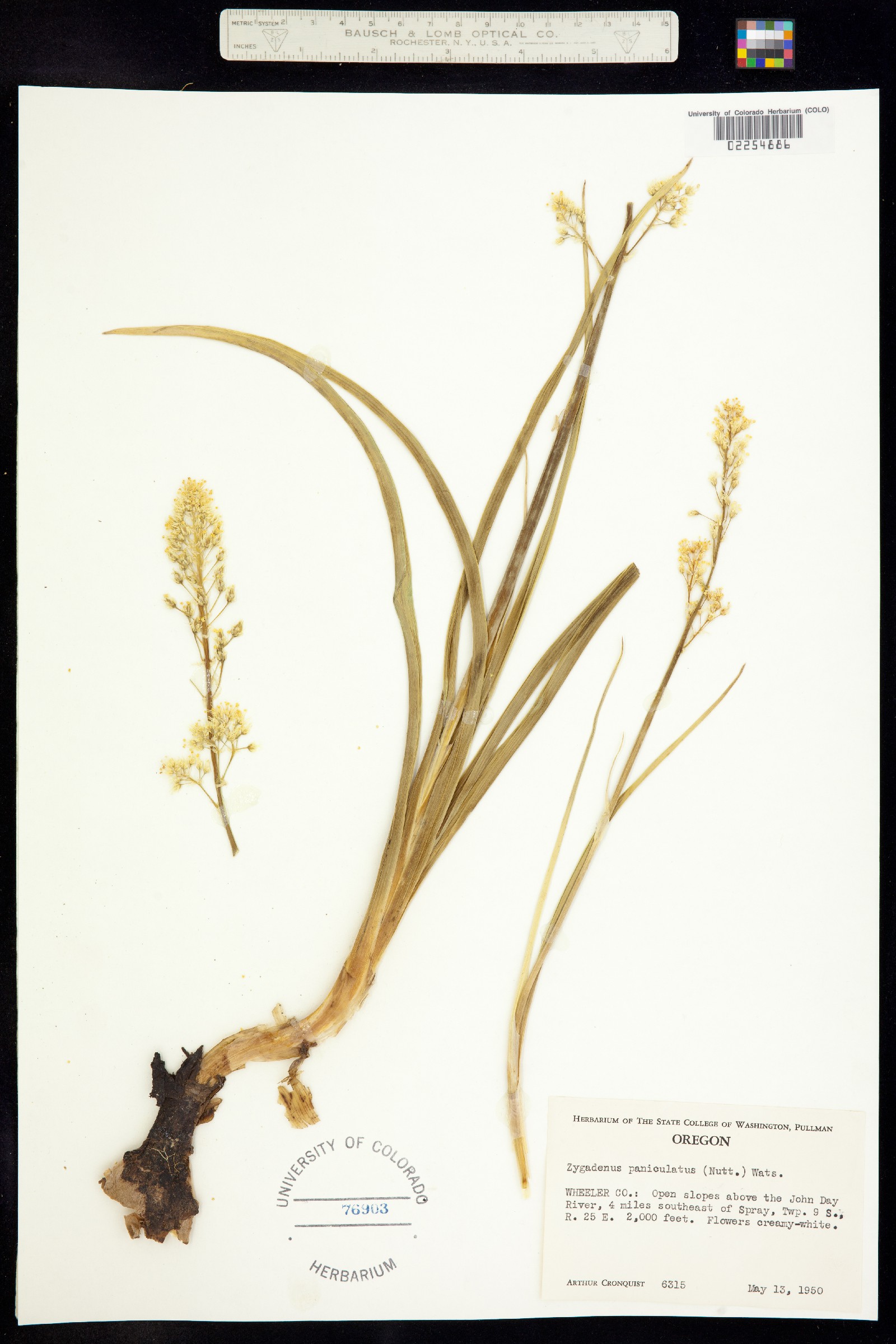 Toxicoscordion paniculatum image