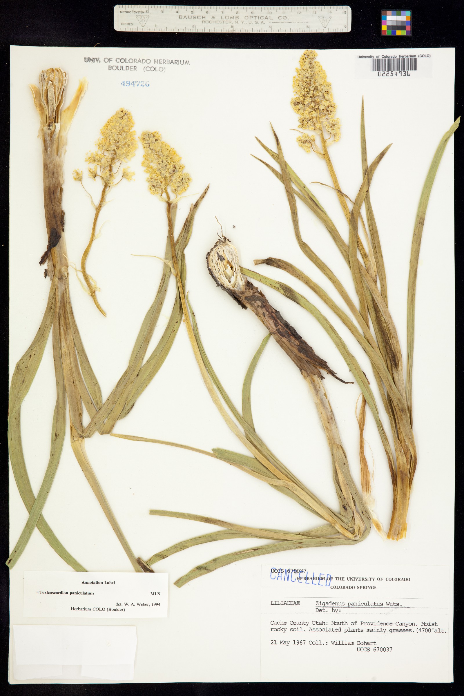 Toxicoscordion paniculatum image