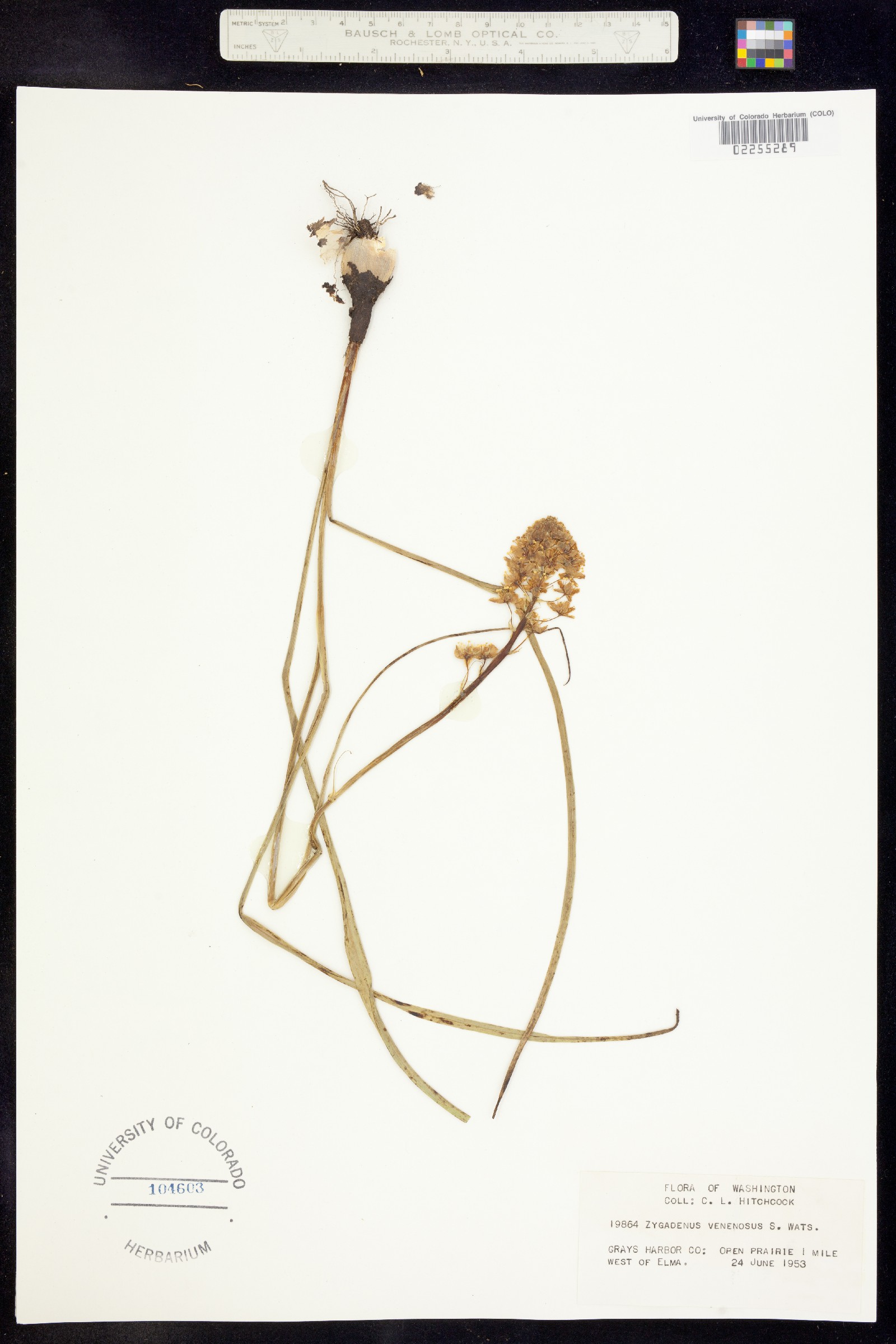 Toxicoscordion venenosum image