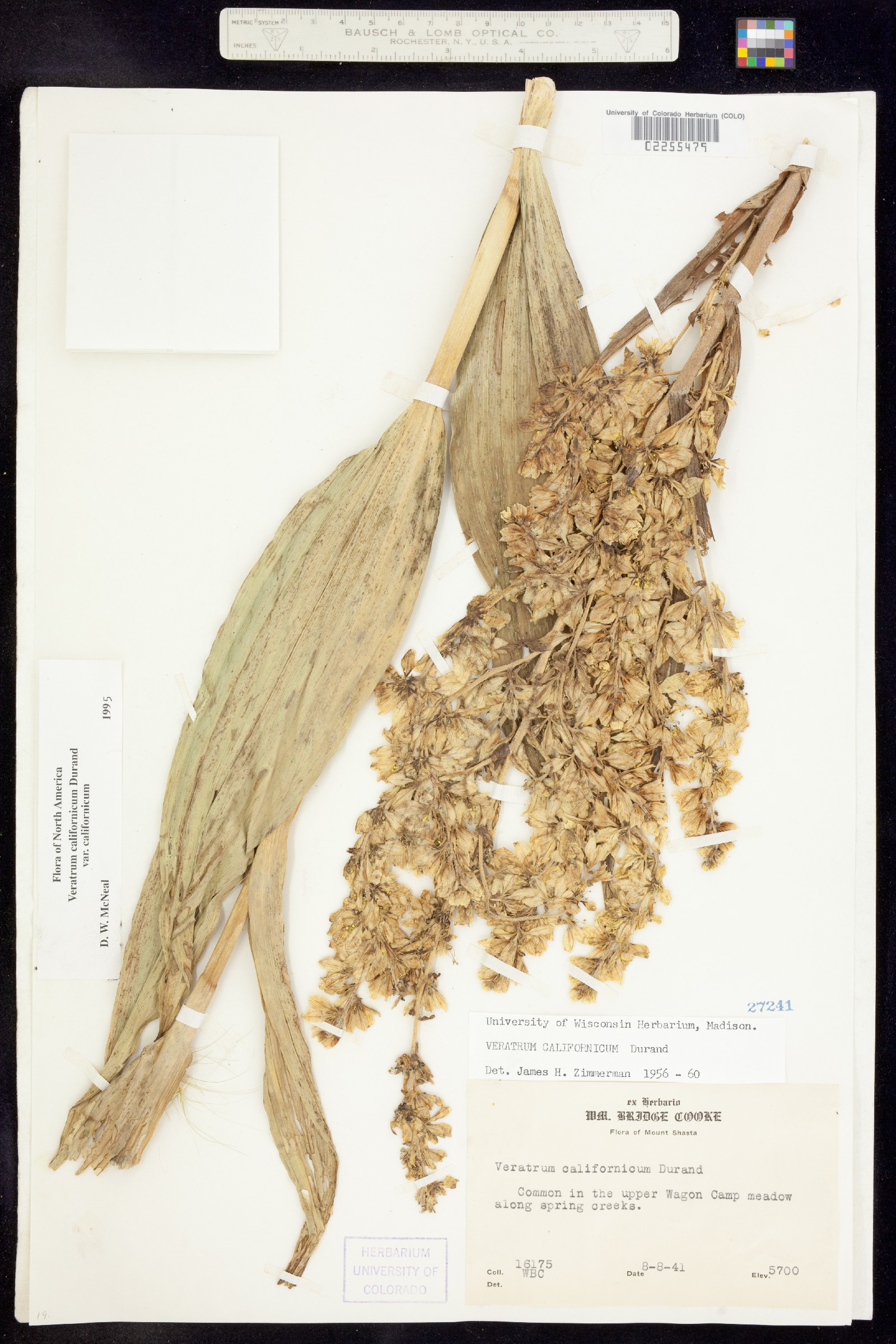 Veratrum californicum var. californicum image