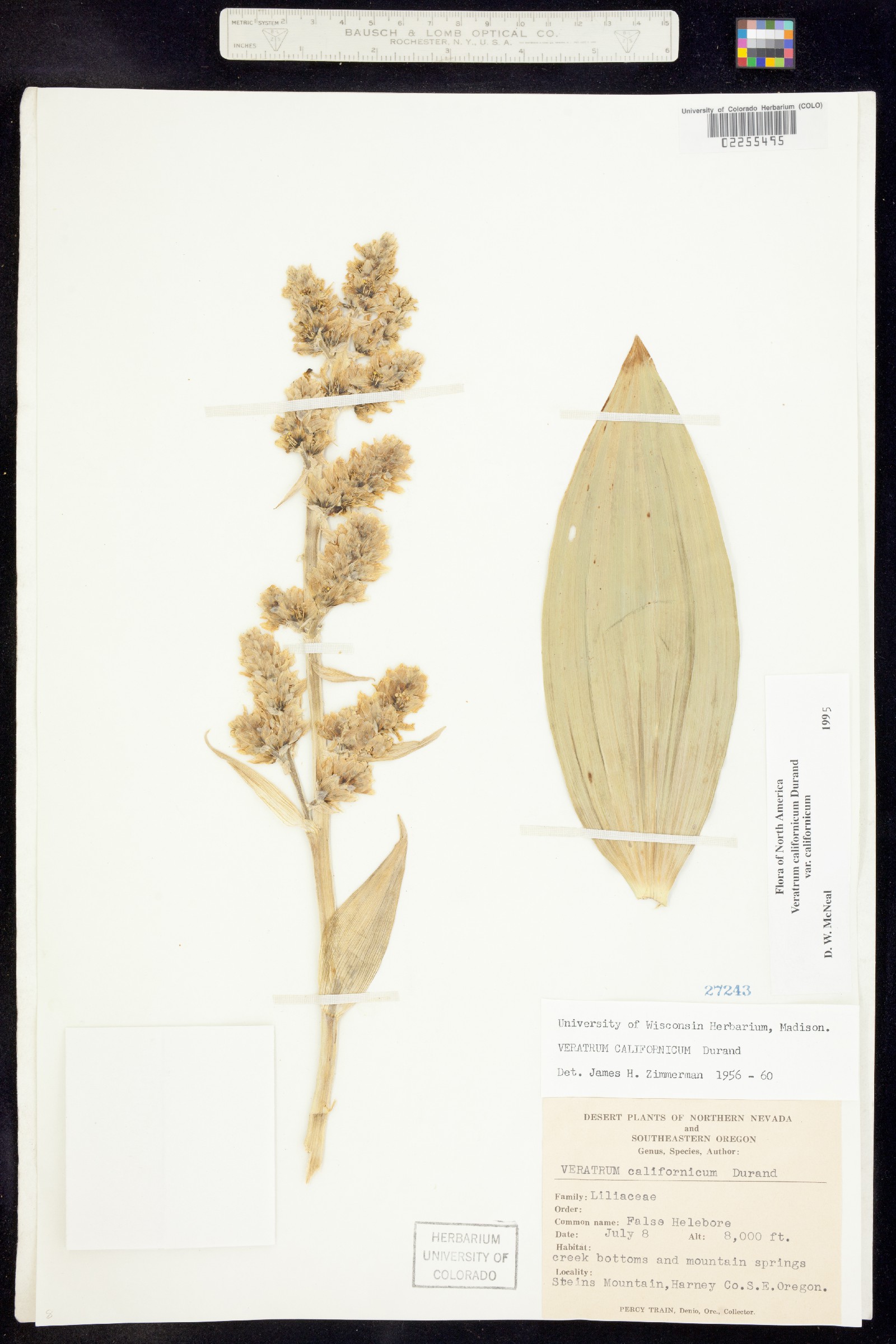 Veratrum image