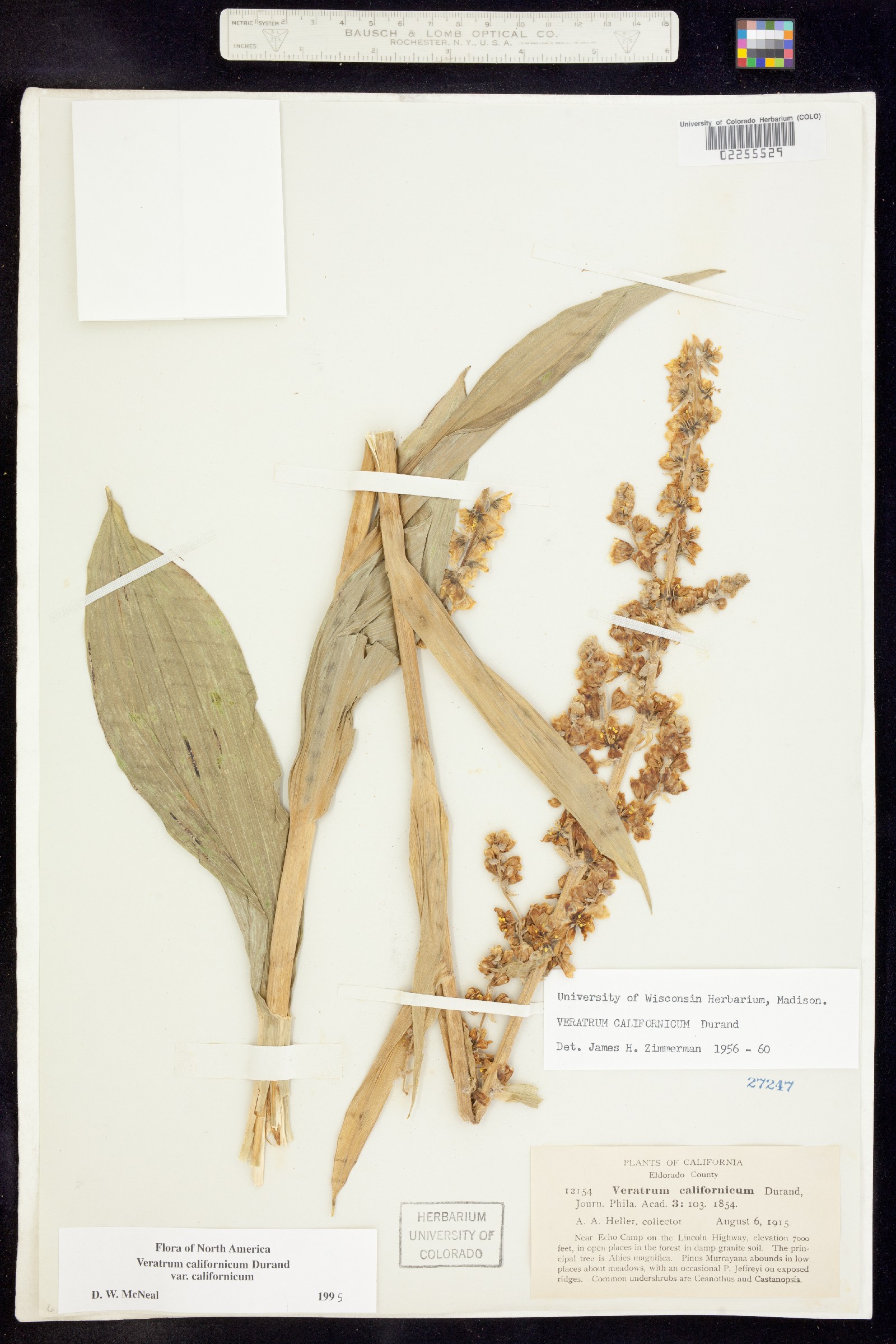 Veratrum californicum image