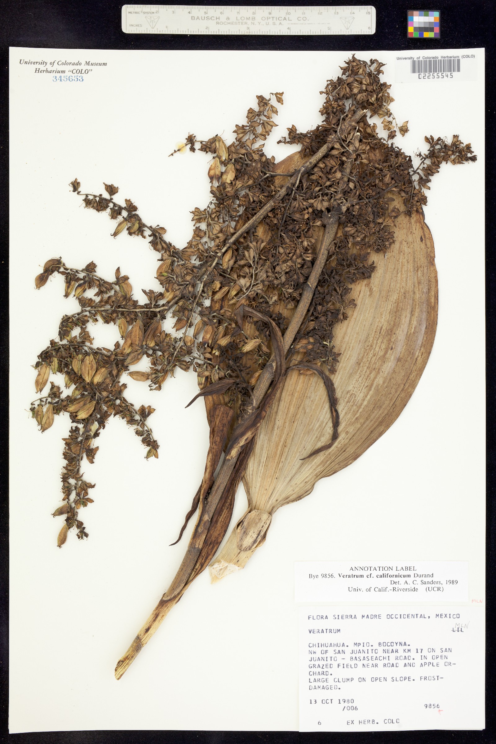 Veratrum image