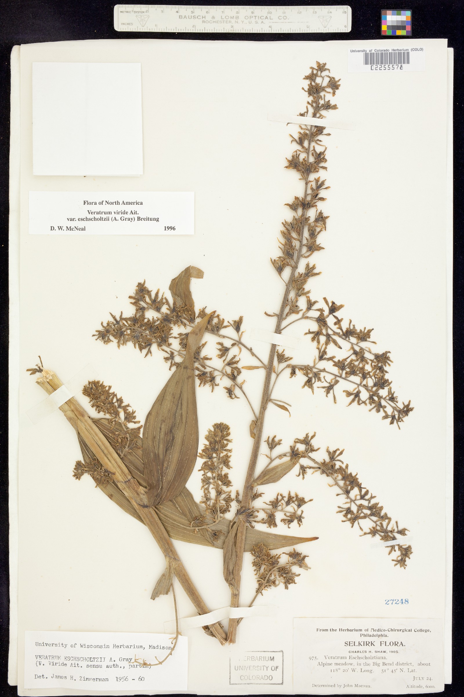 Veratrum viride image