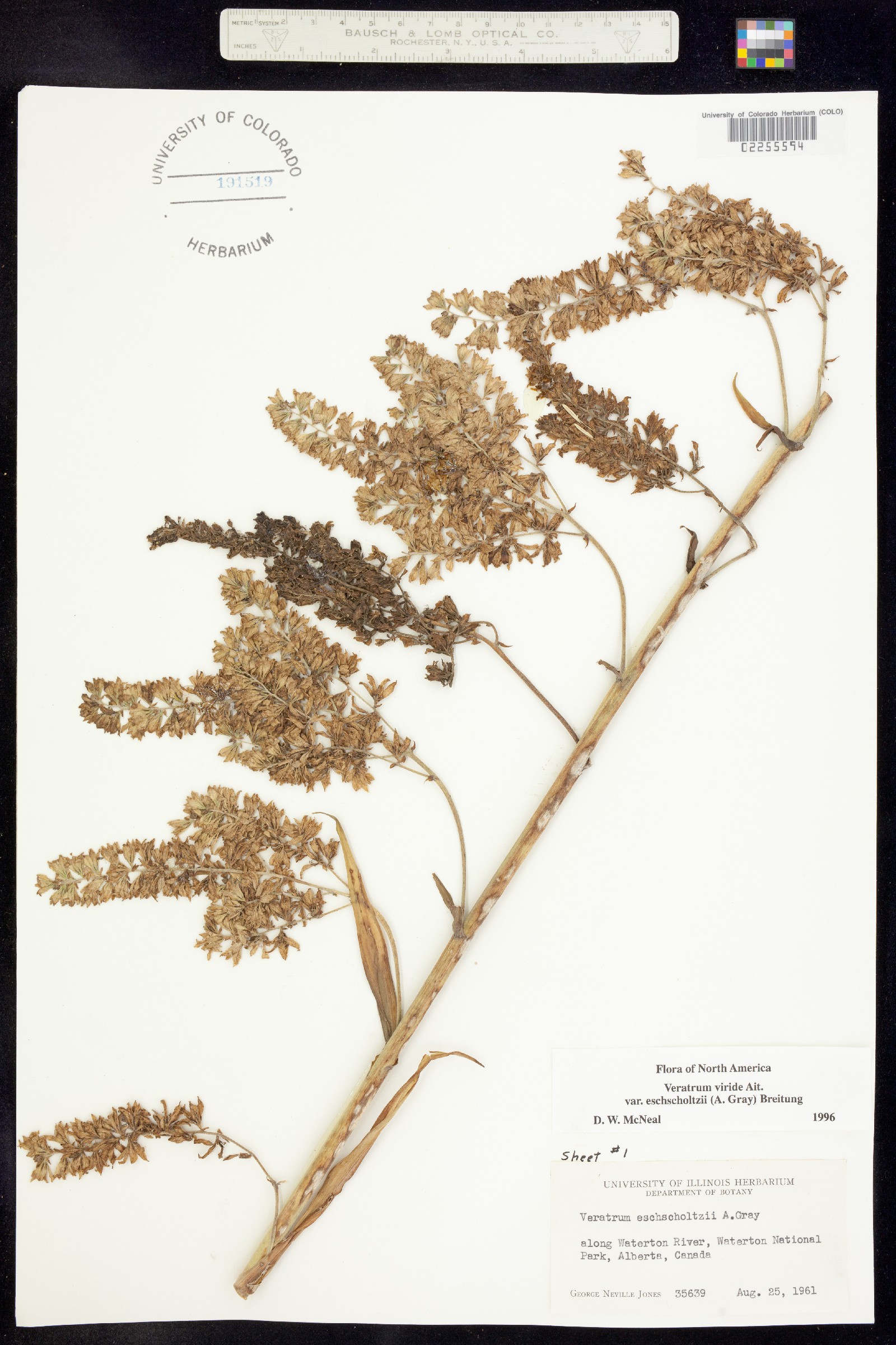 Veratrum viride image