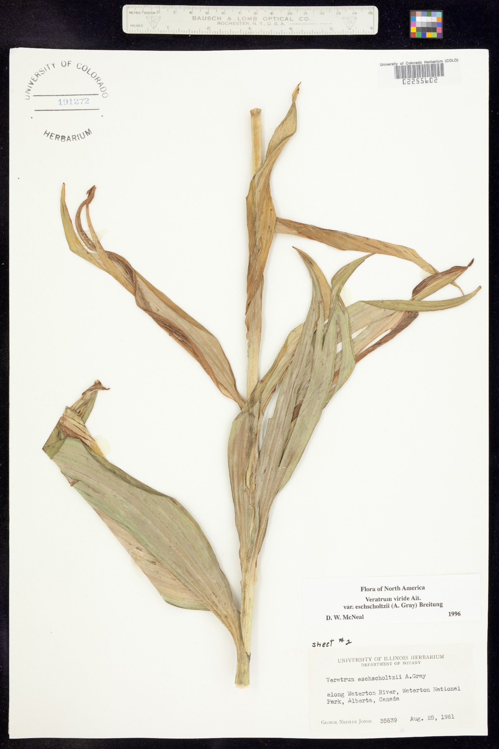 Veratrum viride image