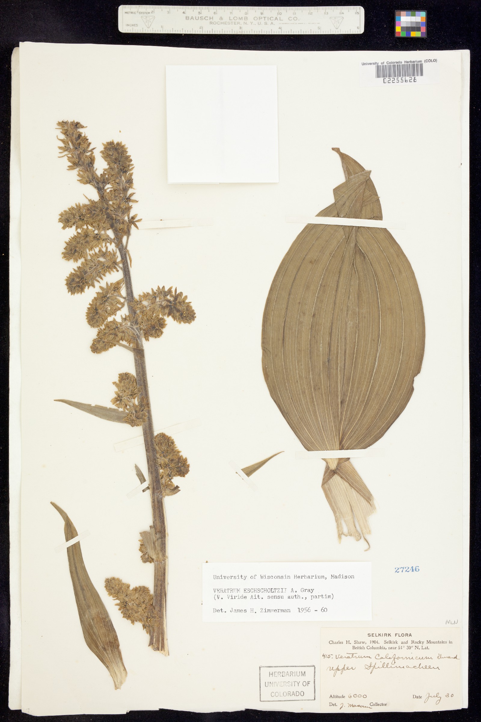 Veratrum eschscholtzii image