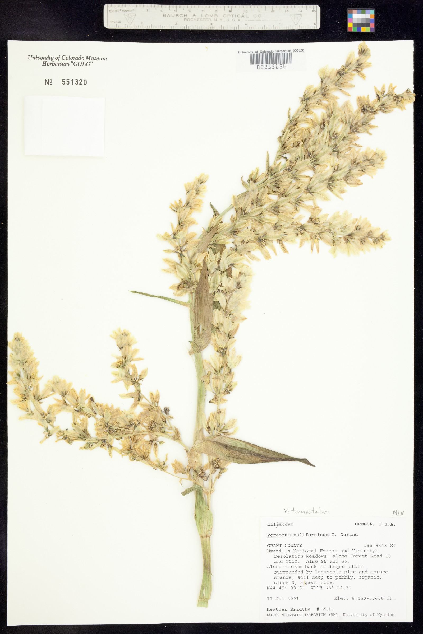 Veratrum californicum image