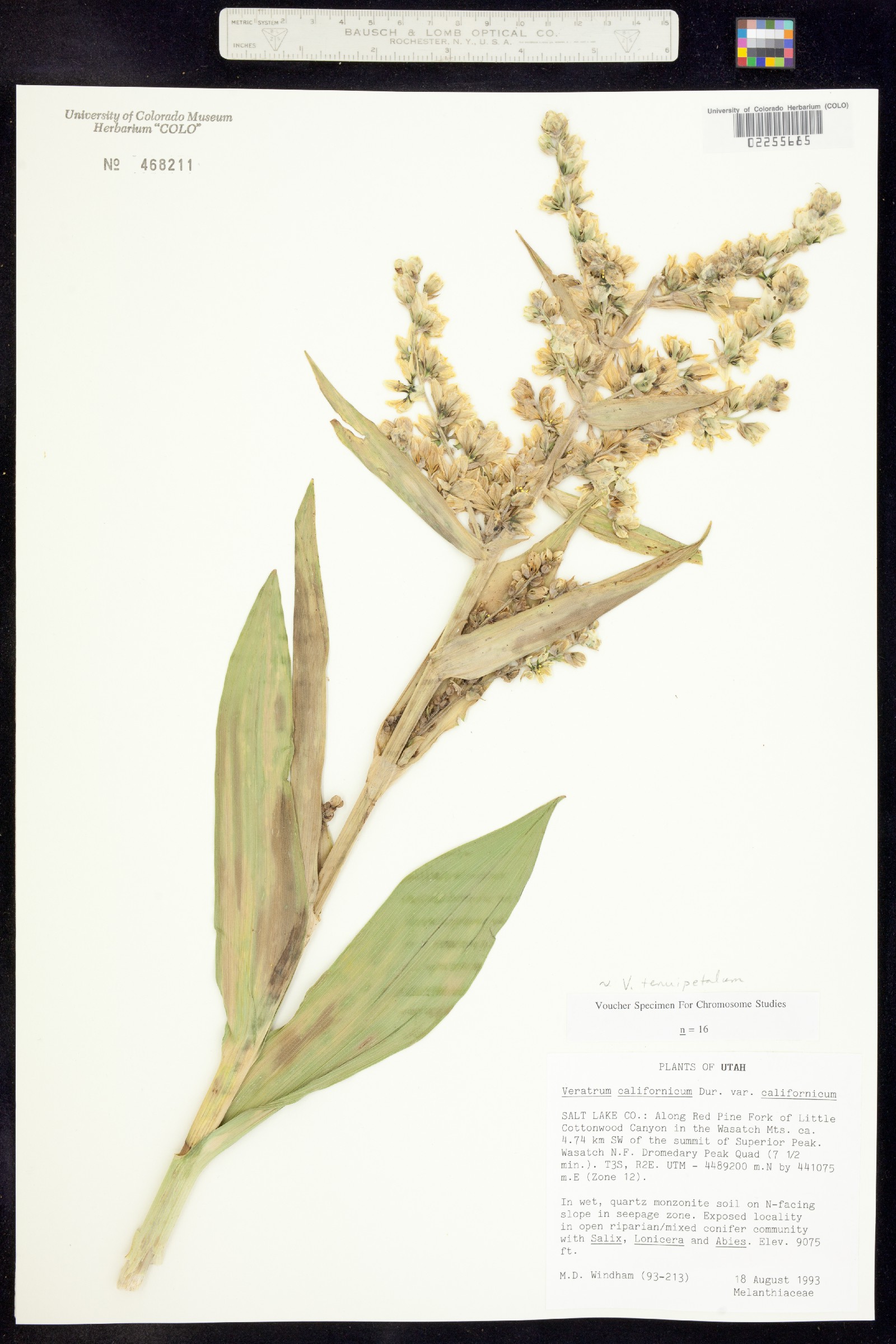 Veratrum californicum image